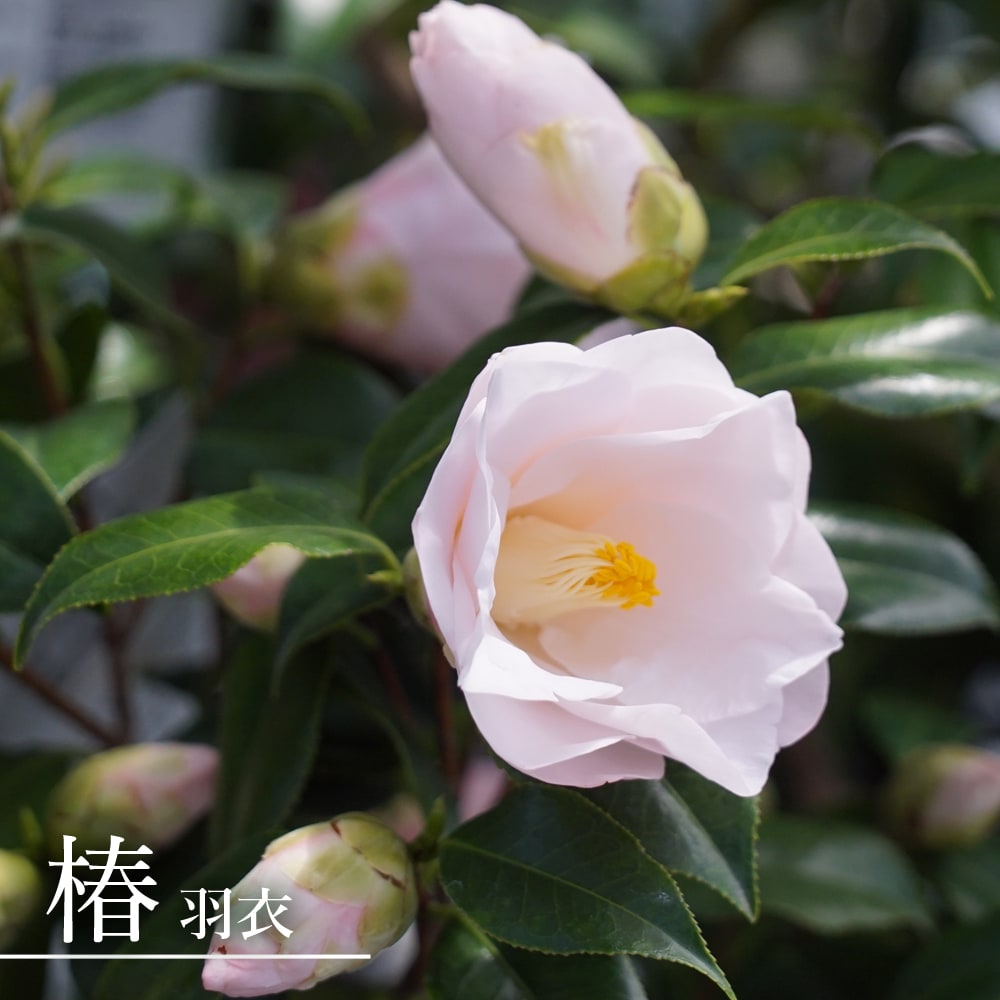 椿 苗 羽衣 接木 白鉢植え 開花 12〜3月 : 苗木部 花ひろばオンライン