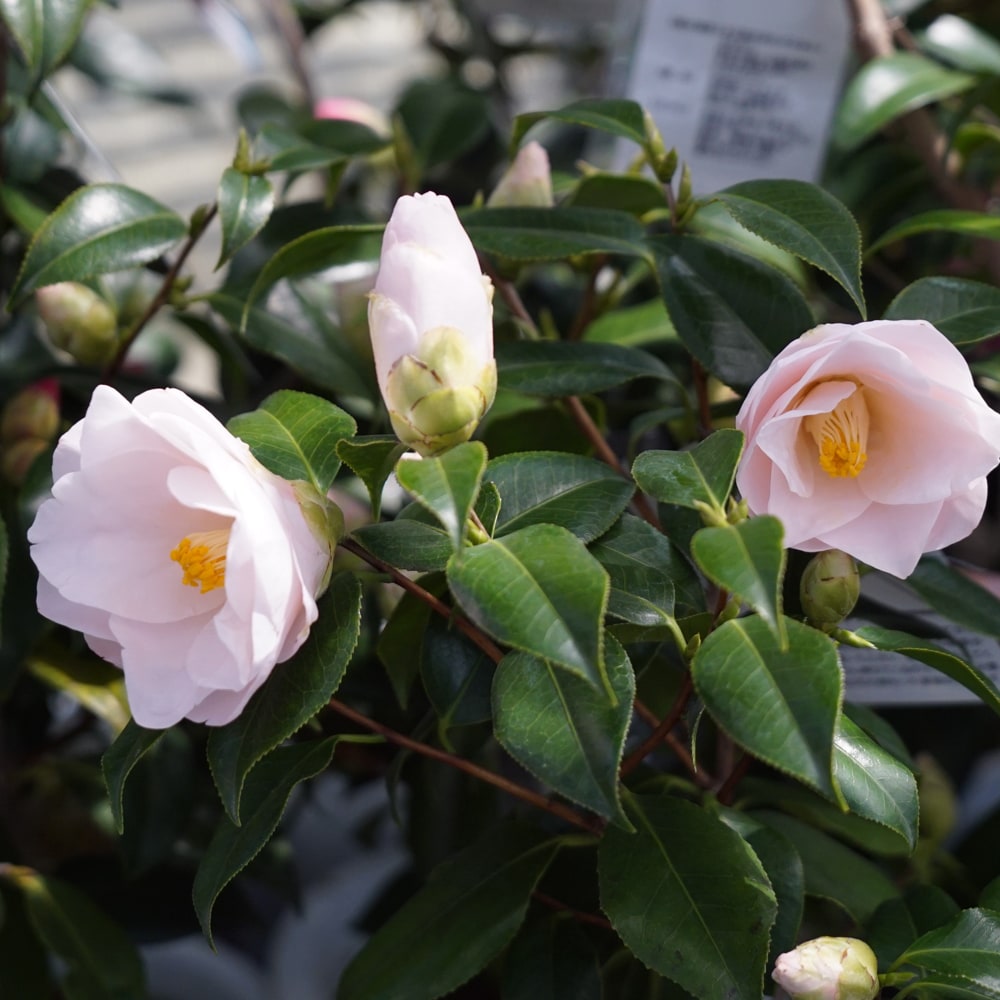 椿 苗 羽衣 接木 白鉢植え 開花 12〜3月 : 苗木部 花ひろばオンライン