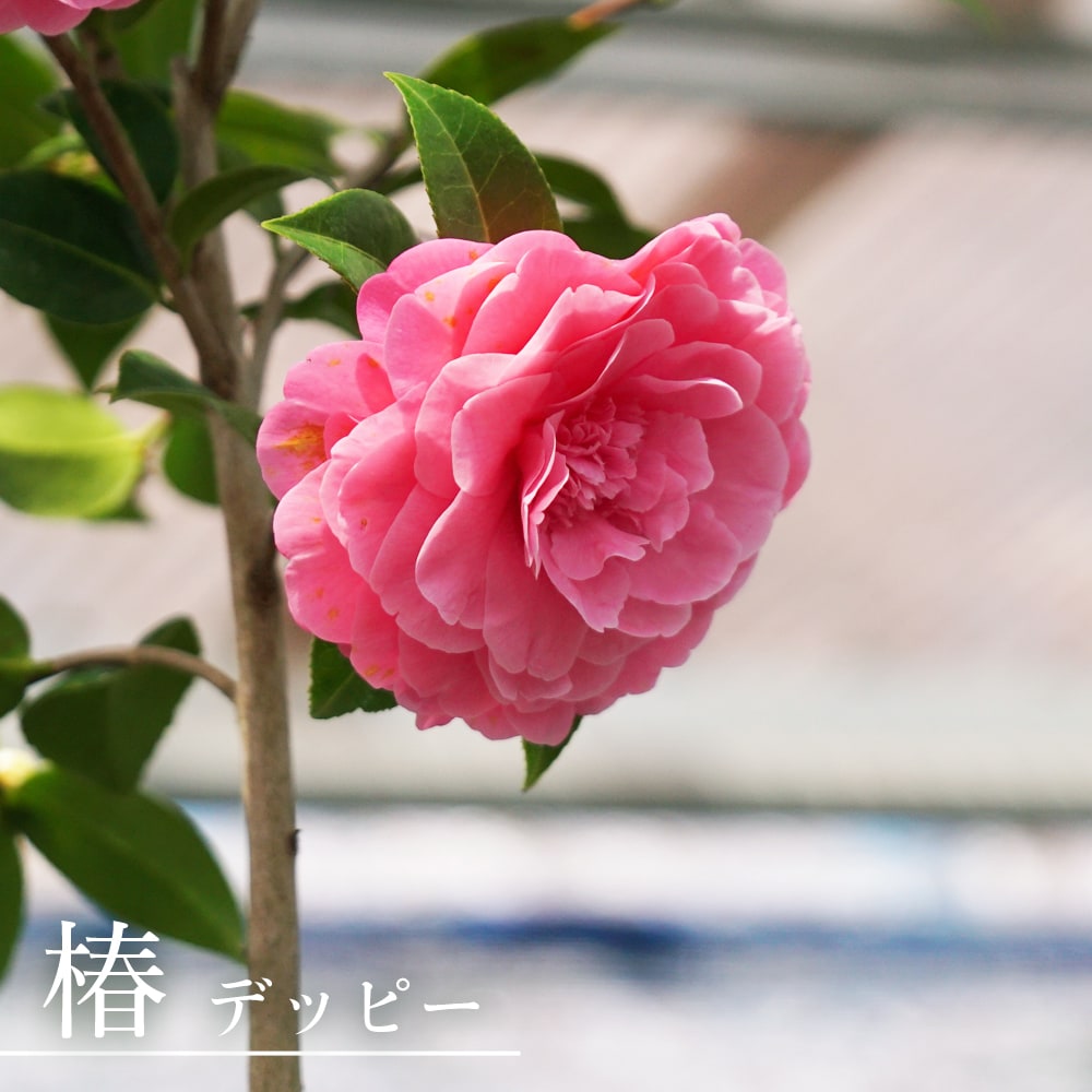 椿 苗 デッピー 接木 白鉢植え 開花 12〜4月頃 : 苗木部 花ひろば