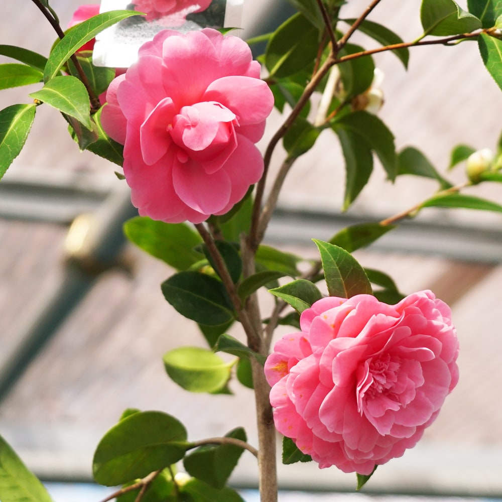 椿 苗 デッピー 接木 白鉢植え 開花 12〜4月頃 : 苗木部 花ひろば