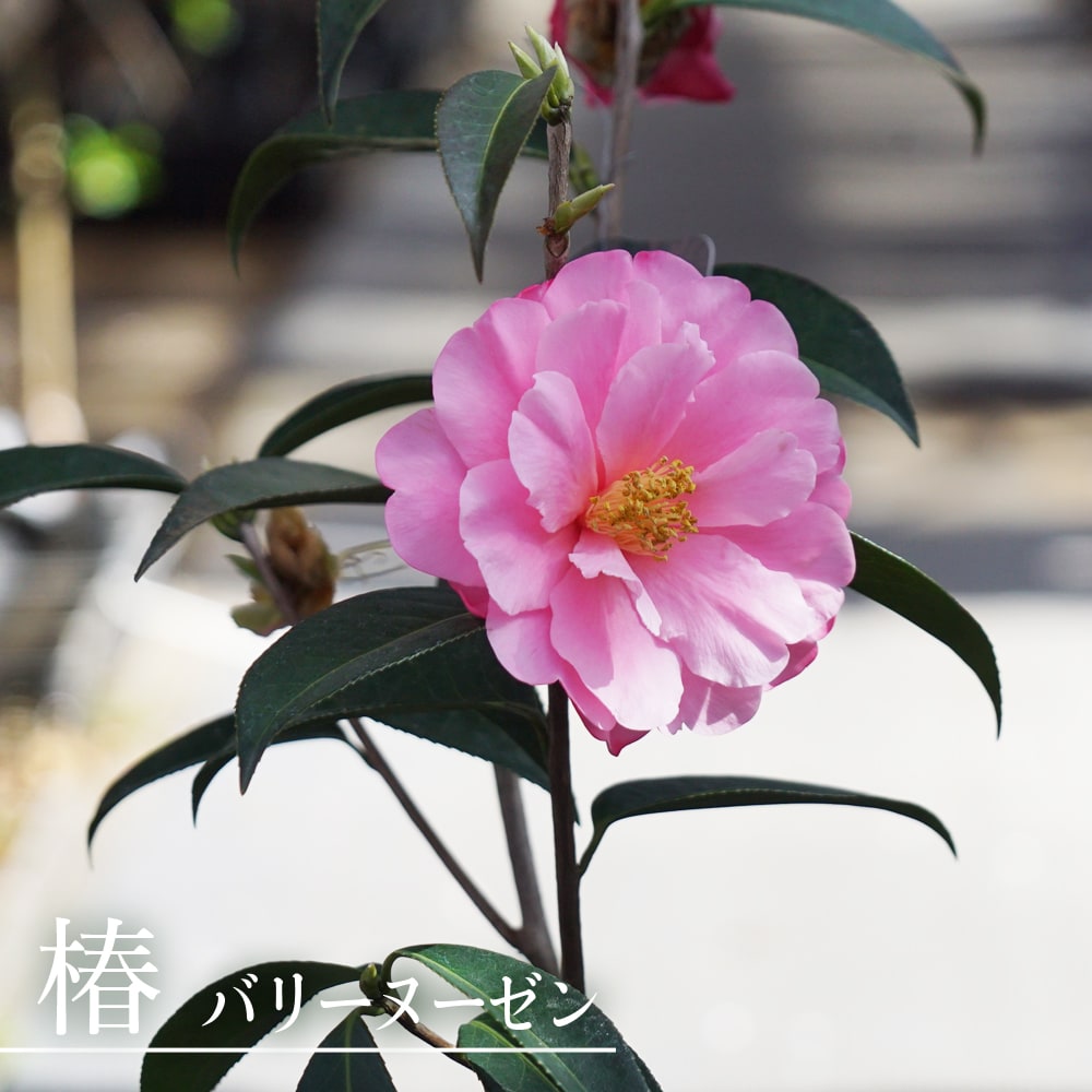 椿 苗 バリーヌーゼン 白鉢植え 開花 12〜4月頃 : 苗木部 花