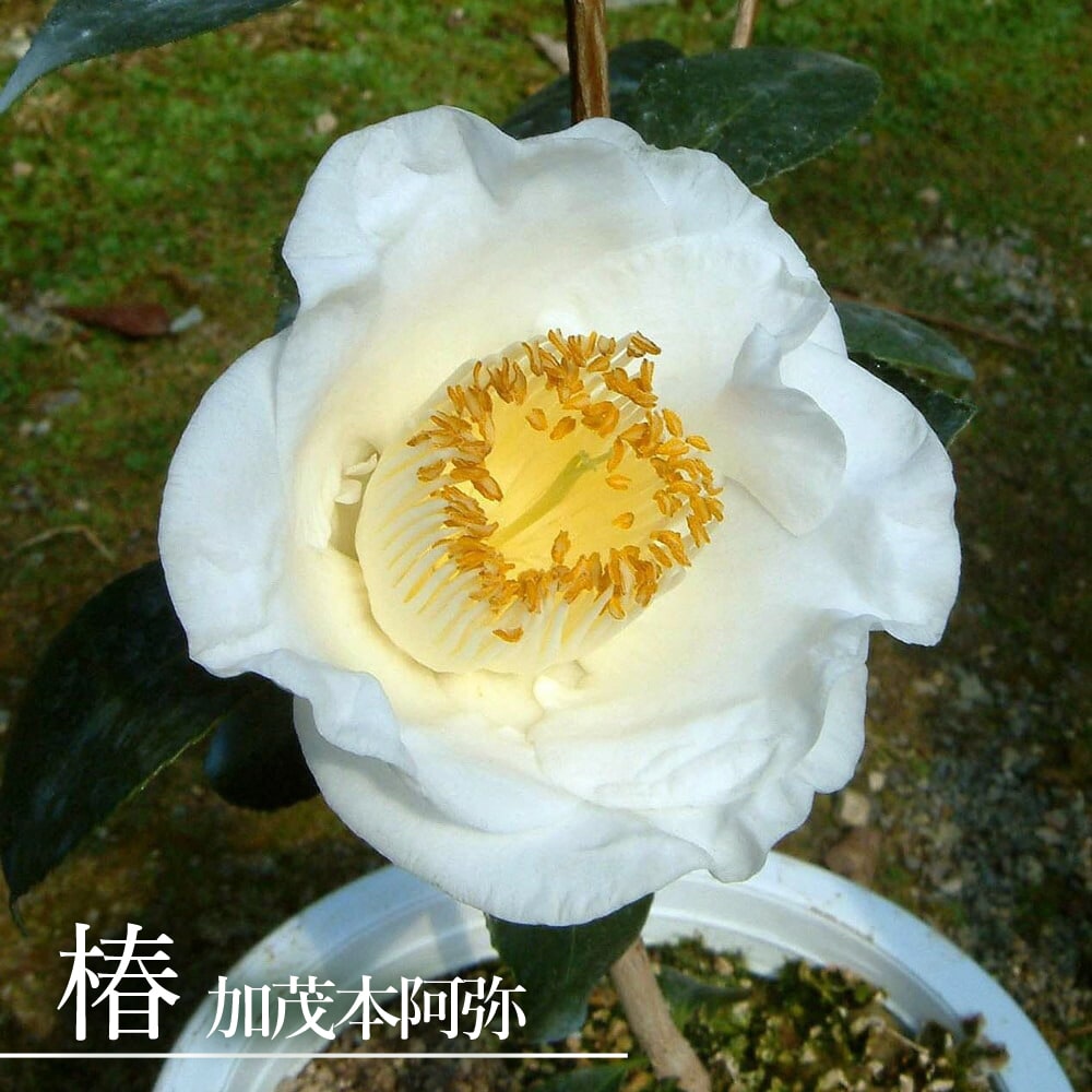 椿 苗 加茂本阿弥 （かもほんあみ） 接木 白鉢植え 開花 2〜4月 : 苗木