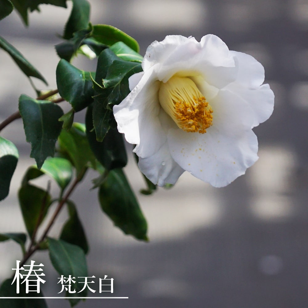 椿 苗 梵天白（ボンテンジロ） 接木 白鉢苗 開花 3〜4月 : niwaki 
