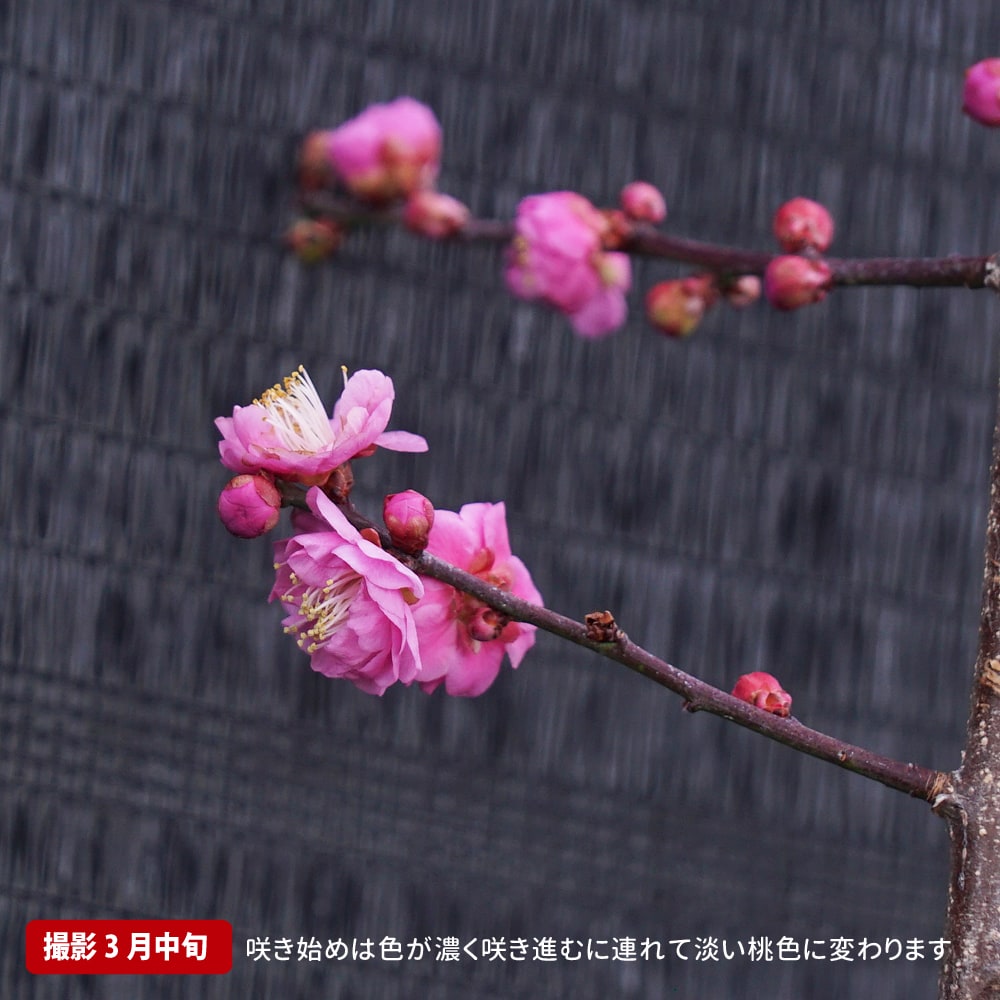 梅の苗木 花香実 実梅 うめ 3年生 接木1m大苗 産地で剪定済 1.0m苗
