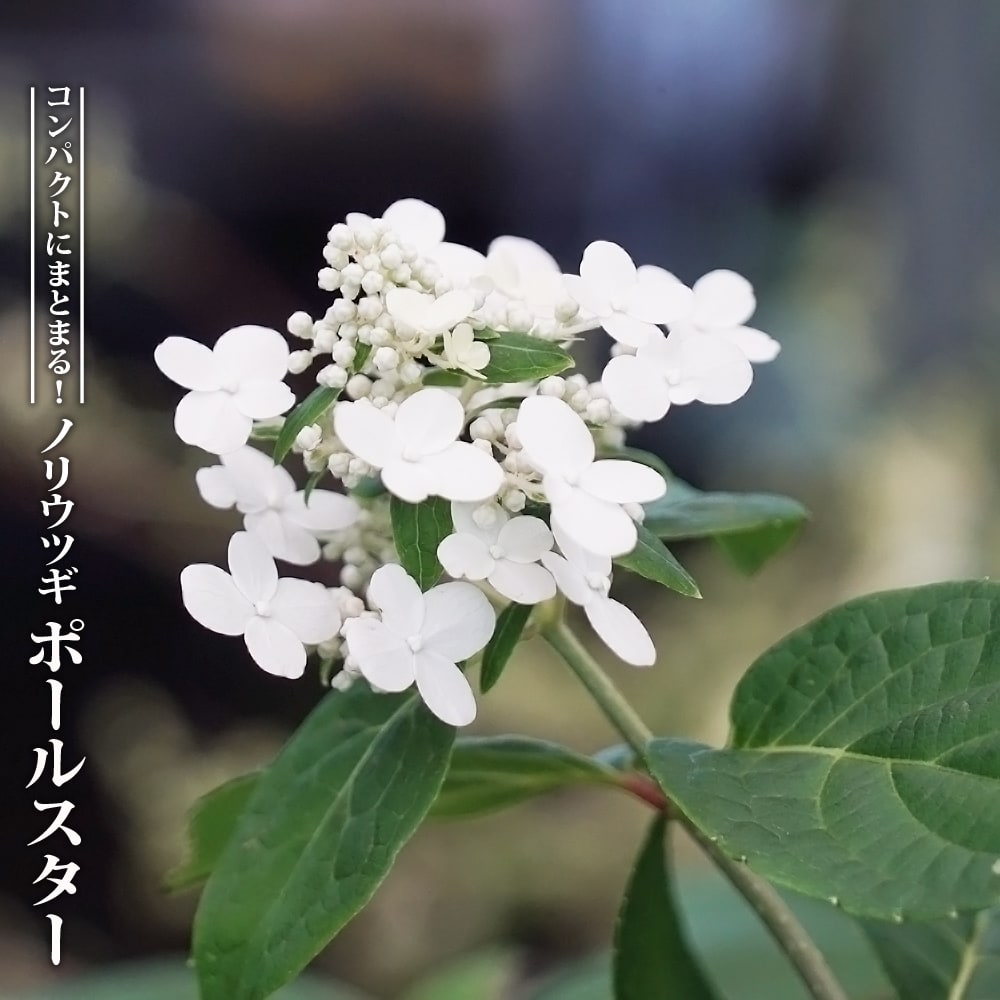 エキナセア ワイルドベリー(コンパクト系）AAS入賞品種 花苗 9