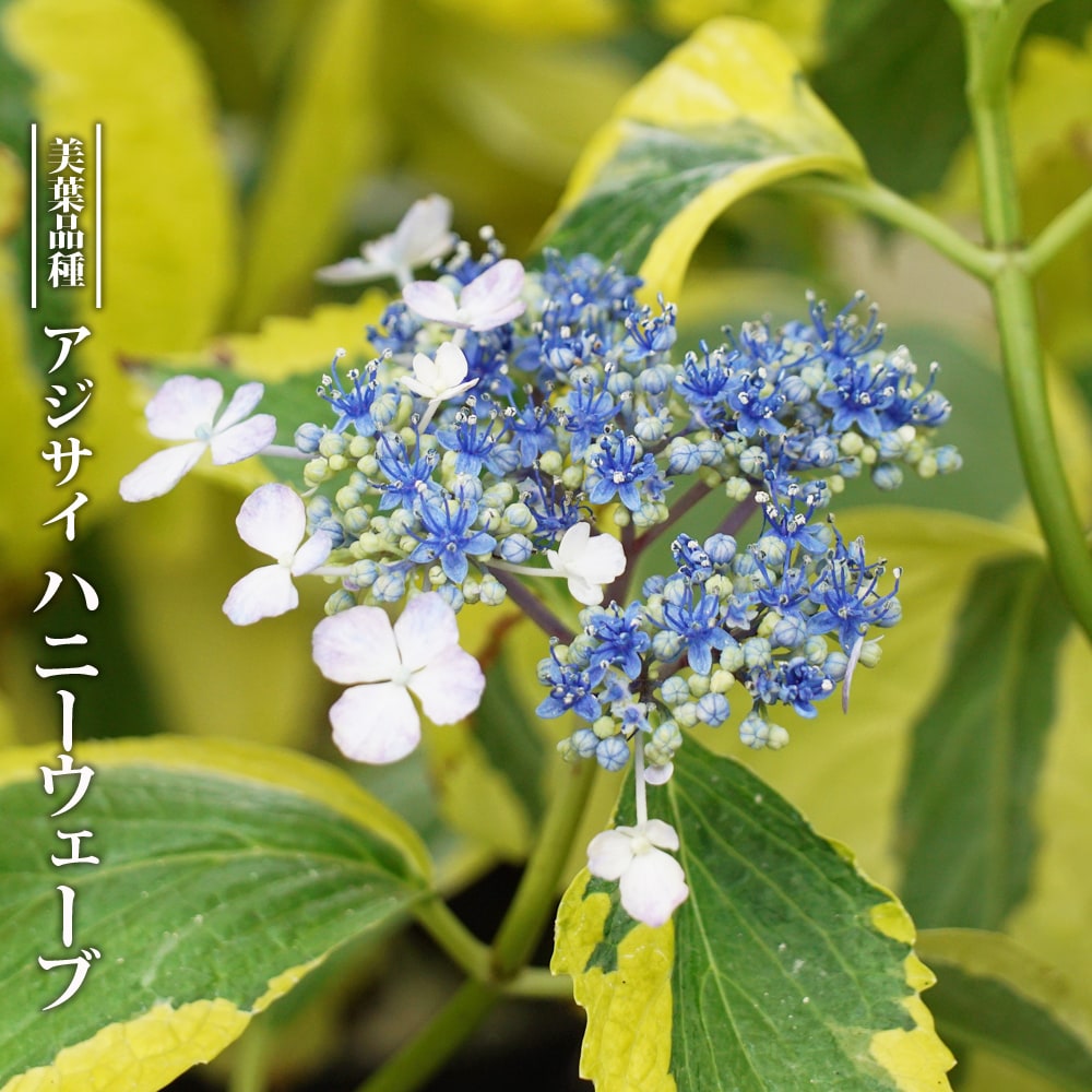 紫陽花 紫陽花 アジサイ ハニーウェーブ 3.5号ポット苗 ハナヒロバリュー 登録