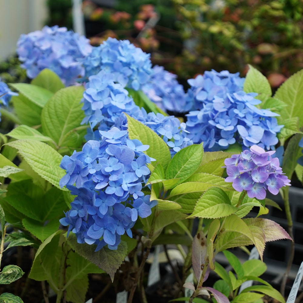 紫陽花 ヒメアジサイ 安行四季咲 3号ポット苗 ハナヒロバリュー : 苗木