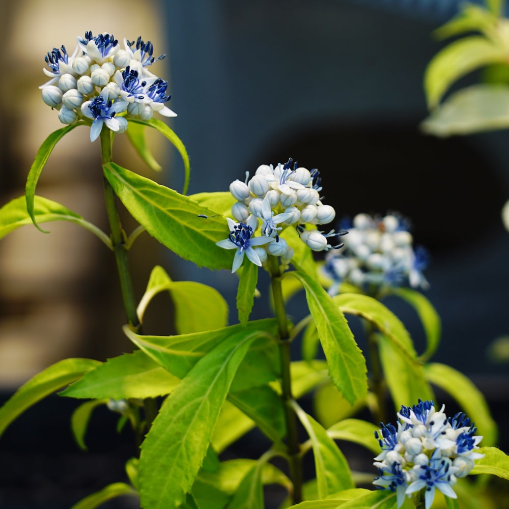 アジサイ 大きい 緑色 葉 緑色の紫陽花は「葉化病」にかかってるかも？「抜いて燃やして土