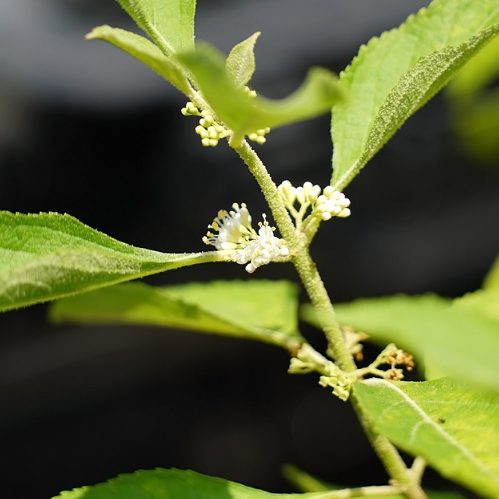 ムラサキシキブ ピンク実 3.5号ポット苗 ハナヒロバリュー : 苗木部 花