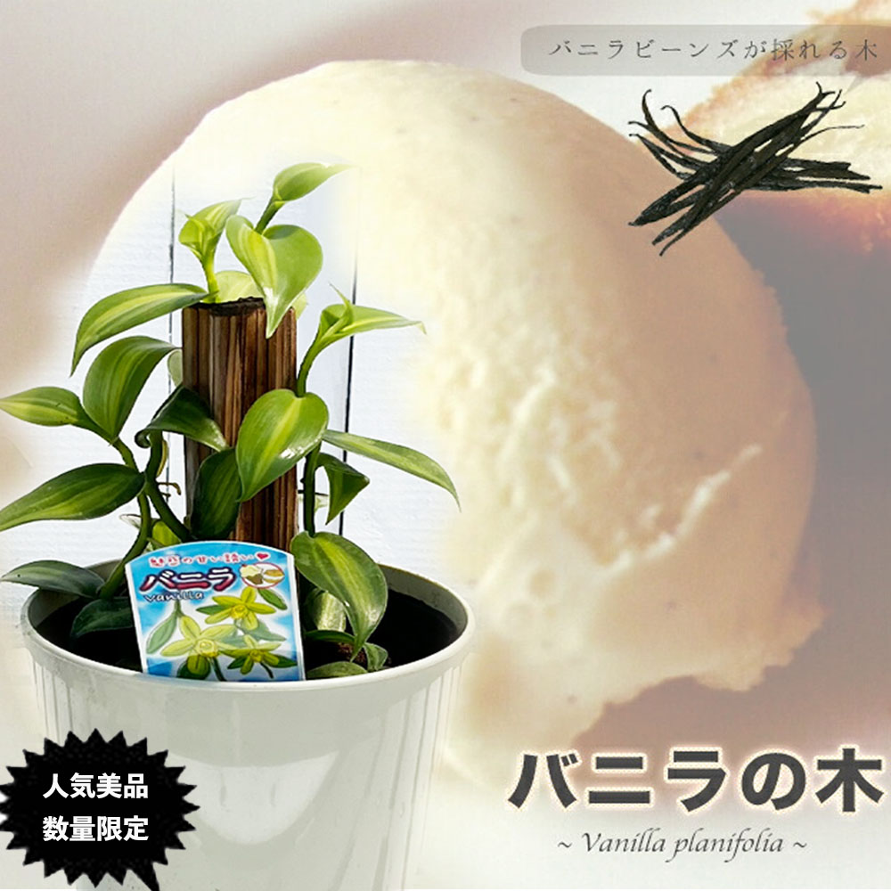 バニラの木 5号ポット苗（鉢カバー付き） バニラ バニラビーンズ 果樹
