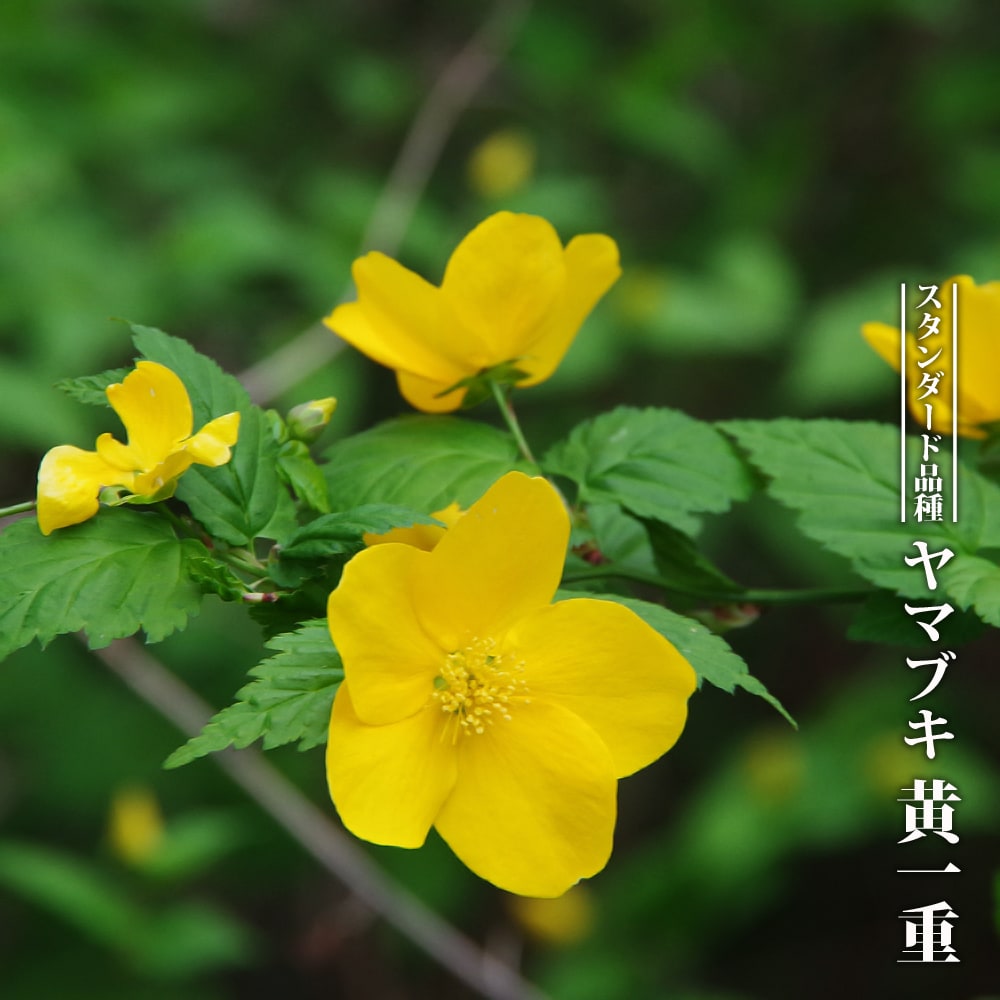 黄一重ヤマブキ 根巻き苗 爆買いweek : 苗木部 花ひろばオンライン