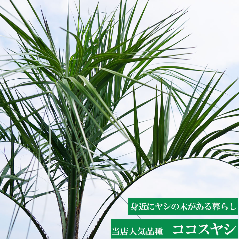 ヤシの木 ココスヤシ 0.8m 根巻き苗 : niwa-kokosuyashi04-01 : 苗木部 