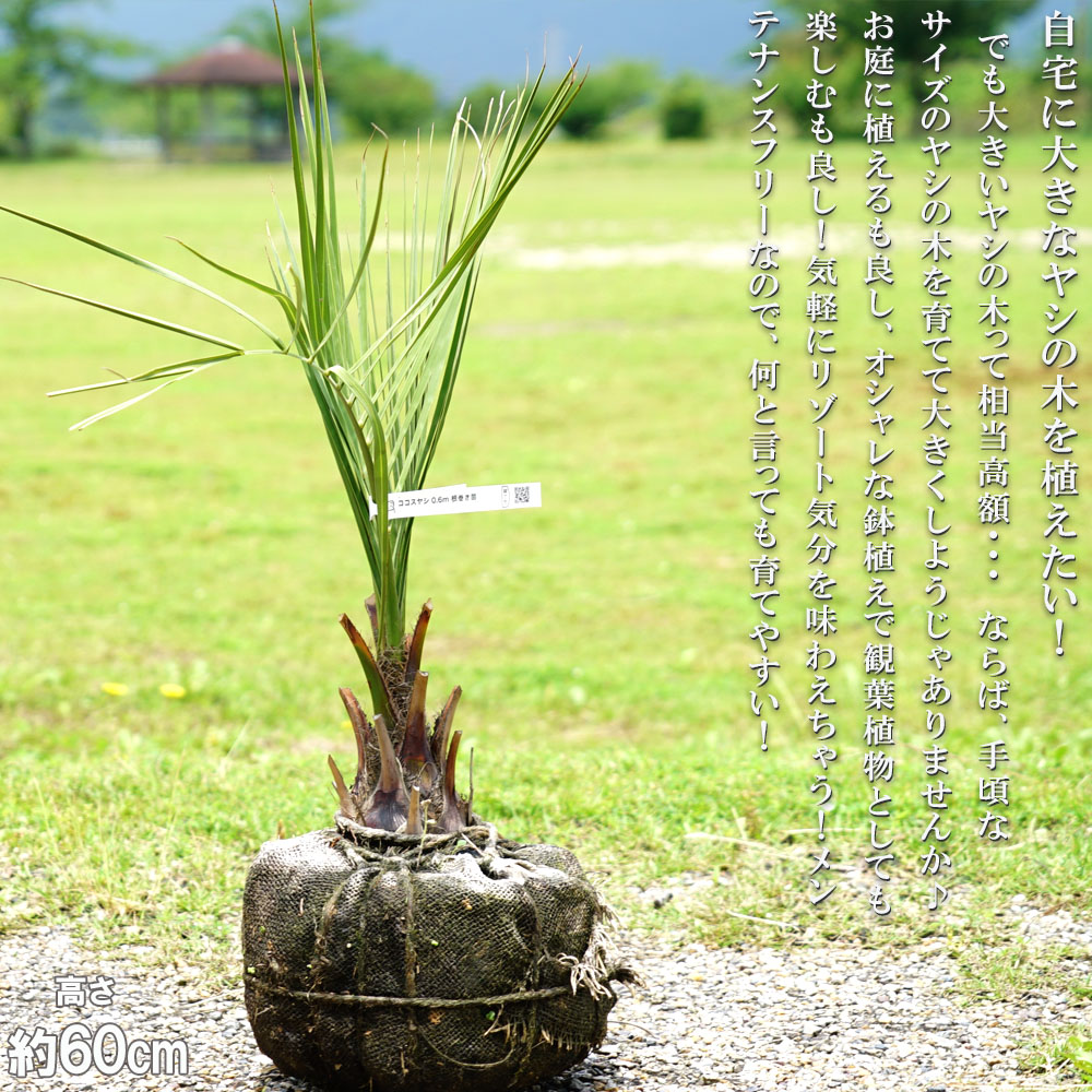 ヤシの木 ココスヤシ 0.6m 根巻き苗 : niwa-kokosuyashi04-00 : 苗木