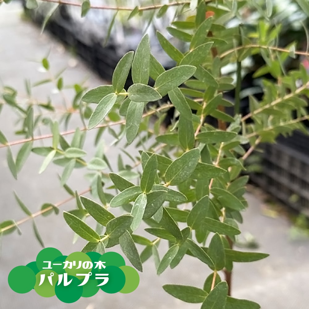 ユーカリ プレウロカルパ 3 5号ポット苗学名 Eucalyptus Pleurocarpa フトモモ科ユーカリ属 起毛質感で白みの強い水色がかった大葉がたいへん美しい ユーカリの原種です 国内ではとても生産量が少ない品種です Sale 75 Off