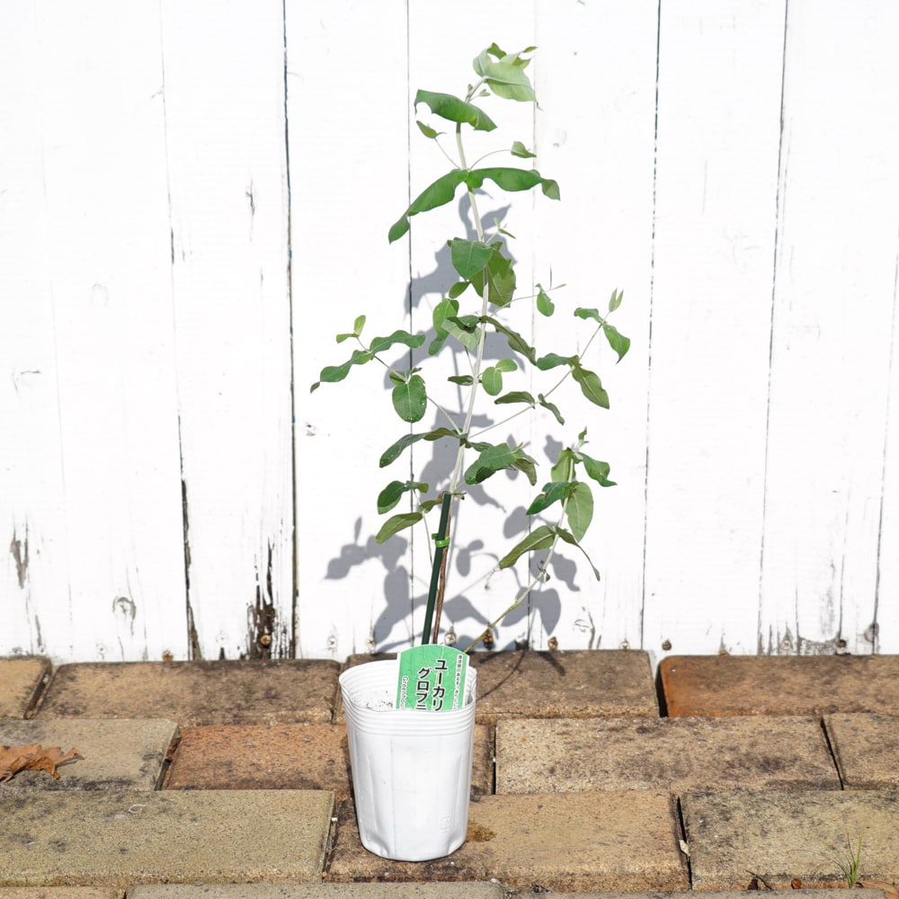 ユーカリの木 グロブラス 3号ポット苗 : 苗木部 花ひろばオンライン