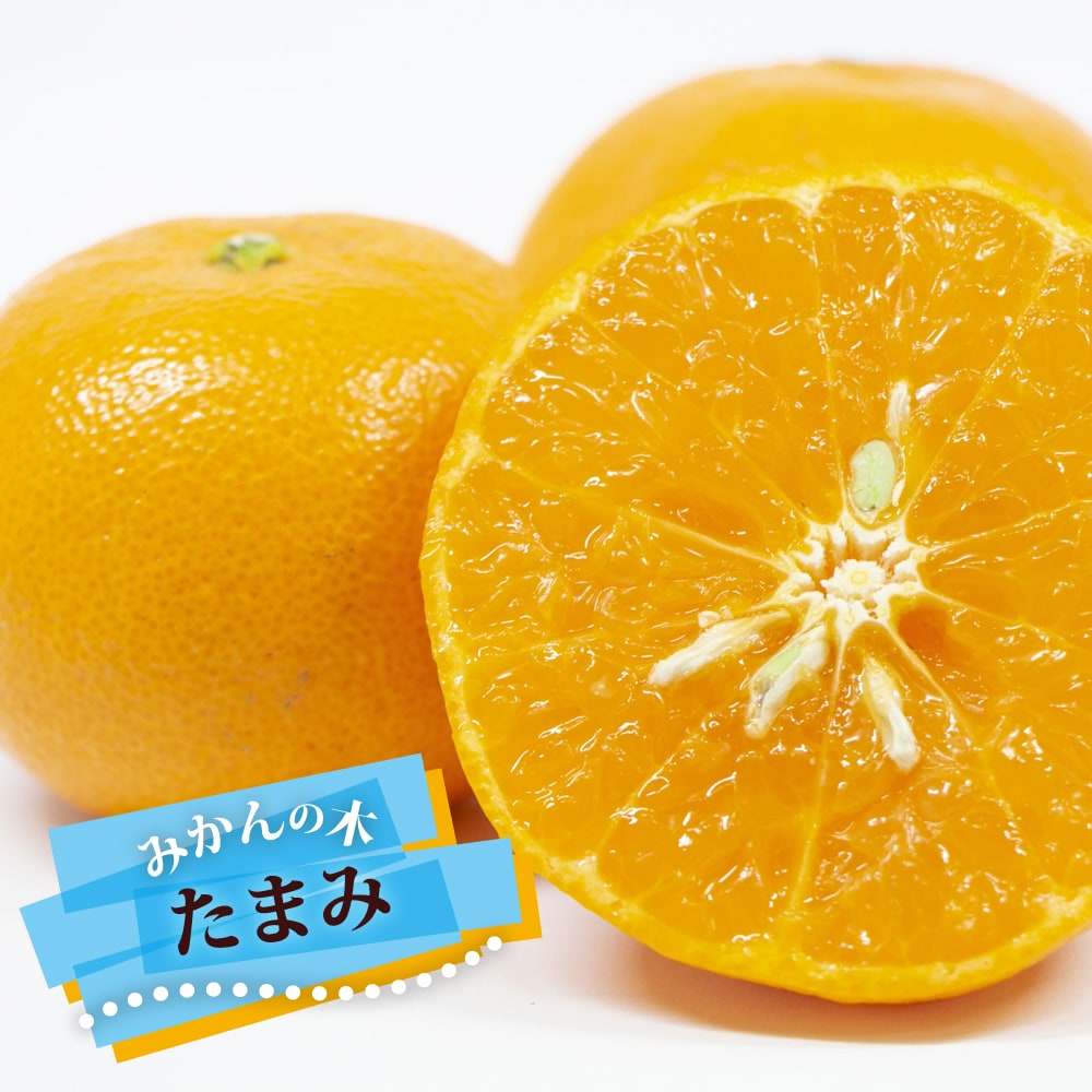 みかん 苗木 たまみ 1年生接木苗 登録品種・品種登録 爆買いweek