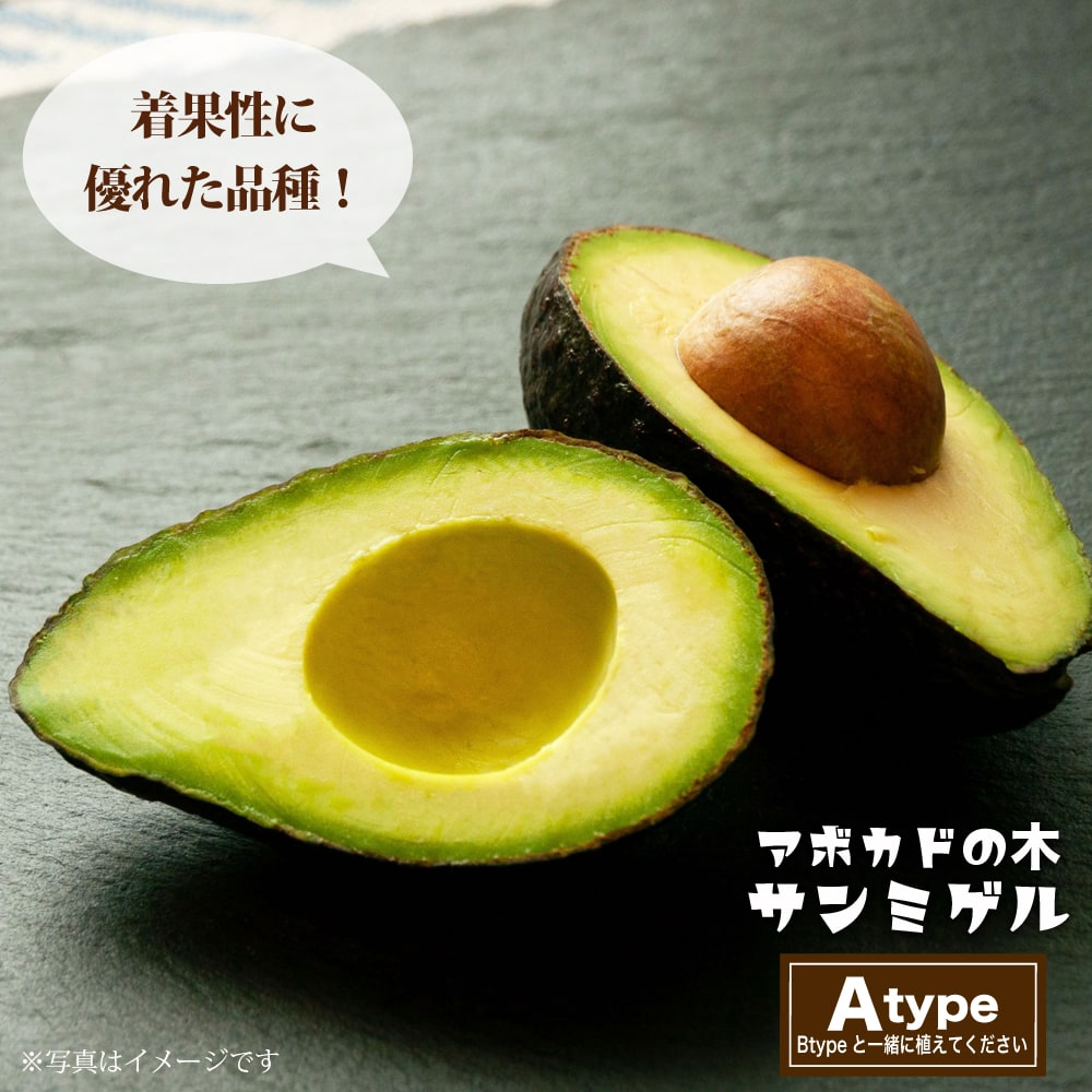 サンミゲル種 アボカド Aタイプ 1年生 接木苗 : 苗木部 花ひろば