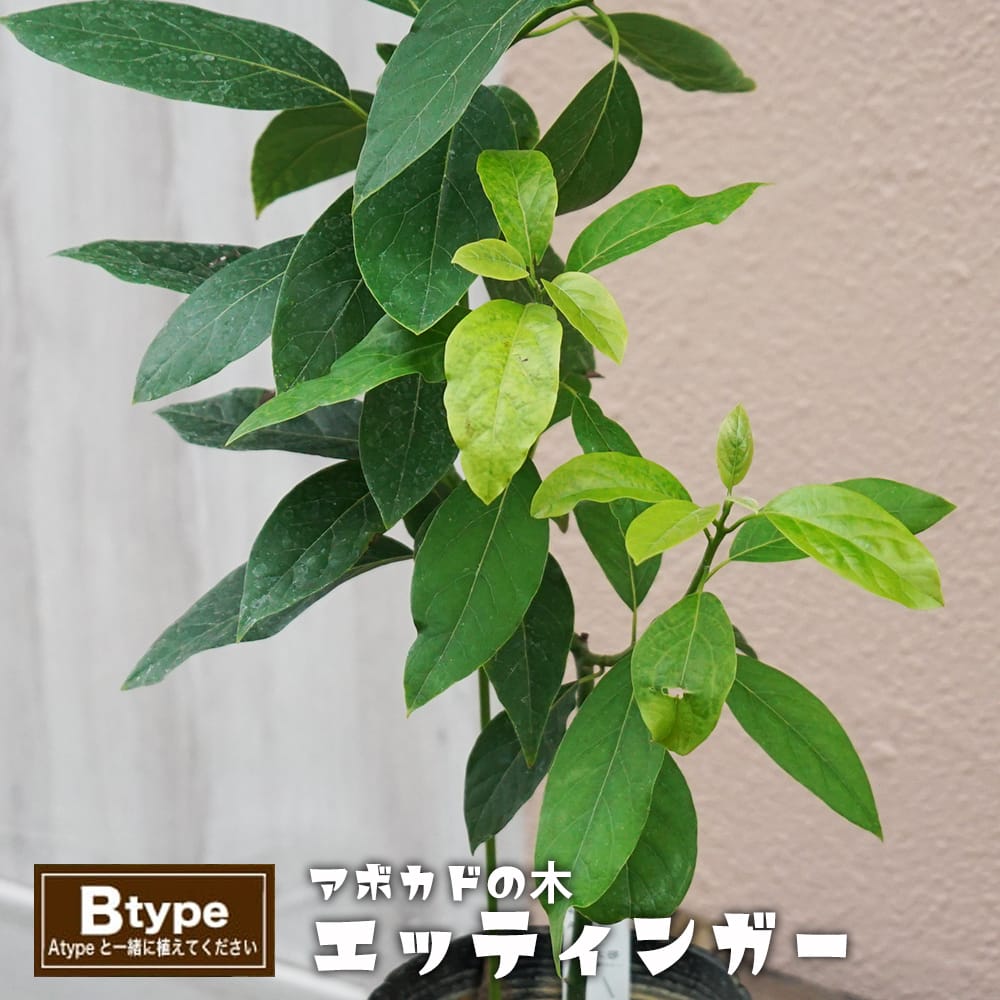 エッティンガー種 アボカド Bタイプ 1年生 接木 苗木 : 苗木部 花