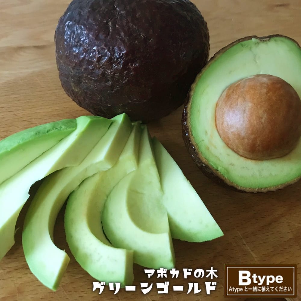 グリーンゴールド アボカド Bタイプ 1年生 接木 苗木 : 苗木部 花