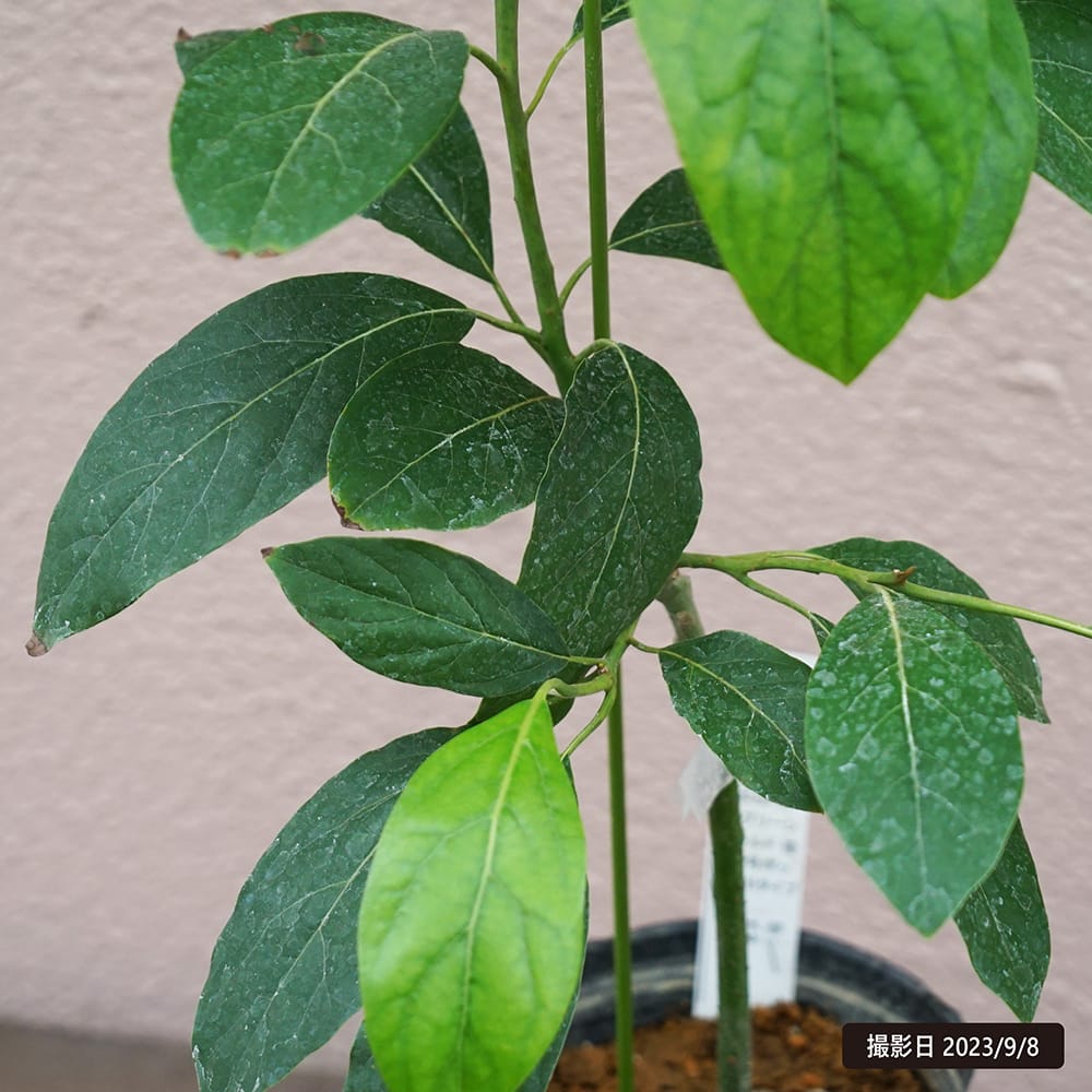 アボカド苗 約80cm 健康的　苗木4本と新芽苗1本 楽天市場】アボカド 苗 【ズタノ】 2年生接ぎ木苗 果樹 苗木 熱帯果樹