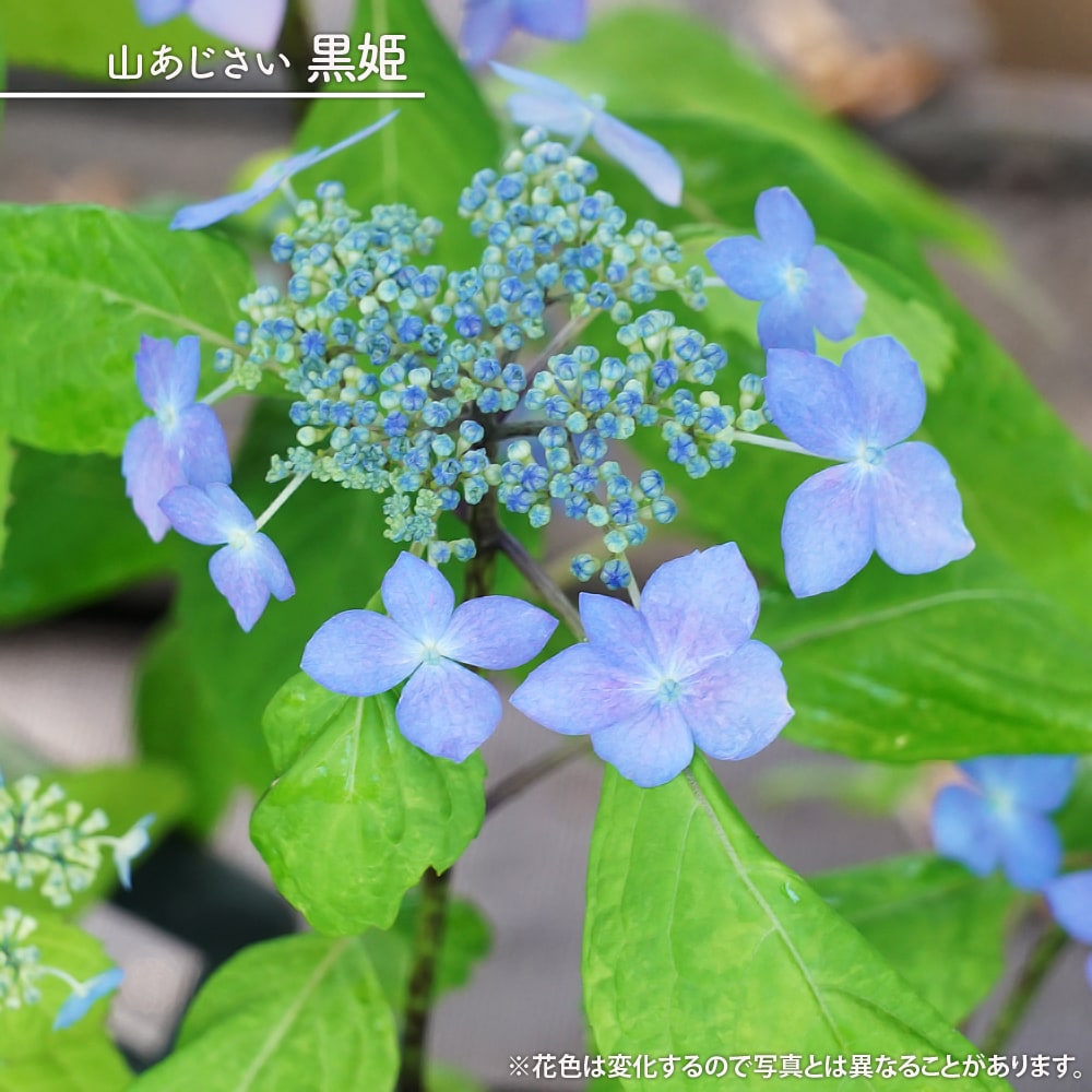 紫陽花 ヤマアジサイ 黒姫（くろひめ） 5号ポット苗 : 苗木部 花ひろば