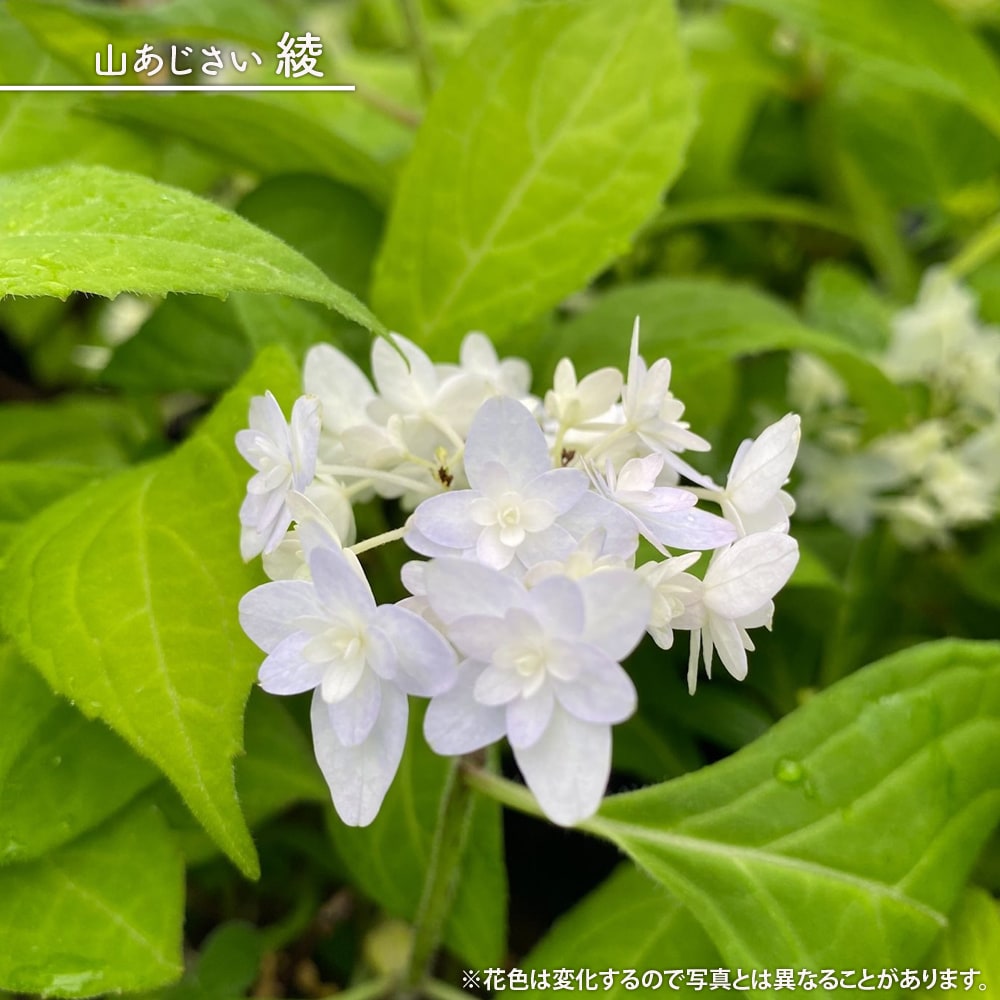 紫陽花 ヤマアジサイ 綾(あや） 5号ポット苗 爆買いweek : 苗木部 花