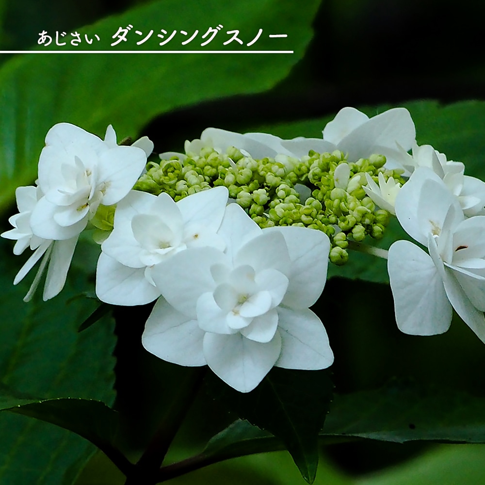 紫紫陽花 ガーデンアジサイ ダンシングスノー 3.5号ポット苗 : 苗木部