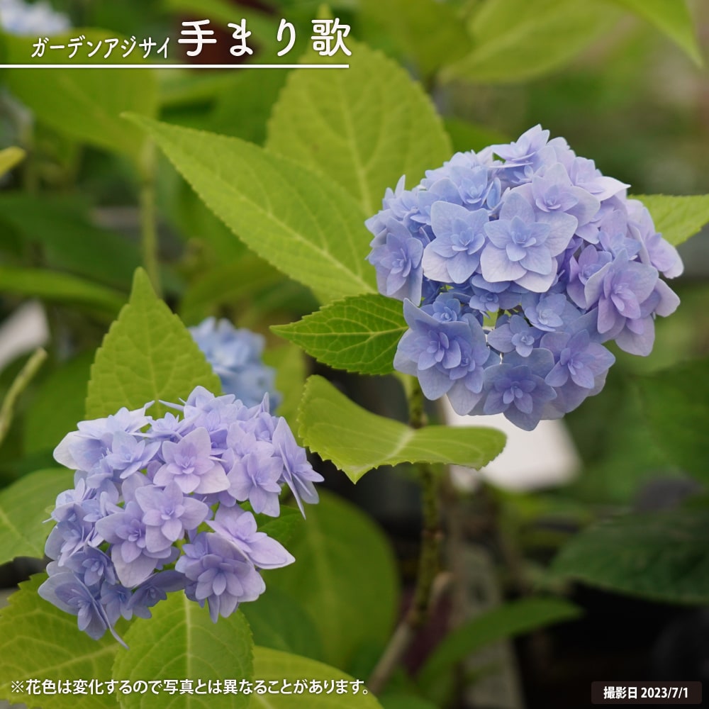 ガーデンアジサイ 手まり歌 5号ポット苗 : niwaki-ajisai-temariuta 