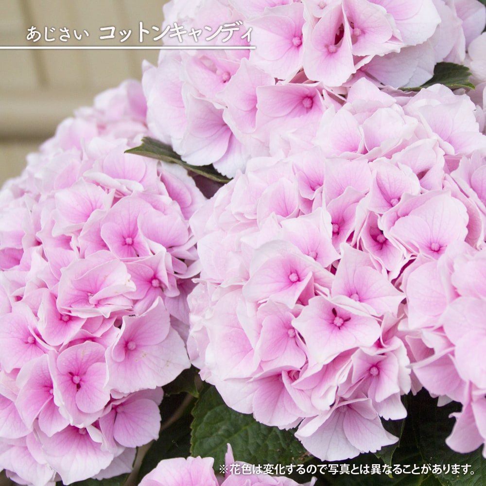 紫陽花 あじさい ハイドランジア コットンキャンディ 5号ポット苗