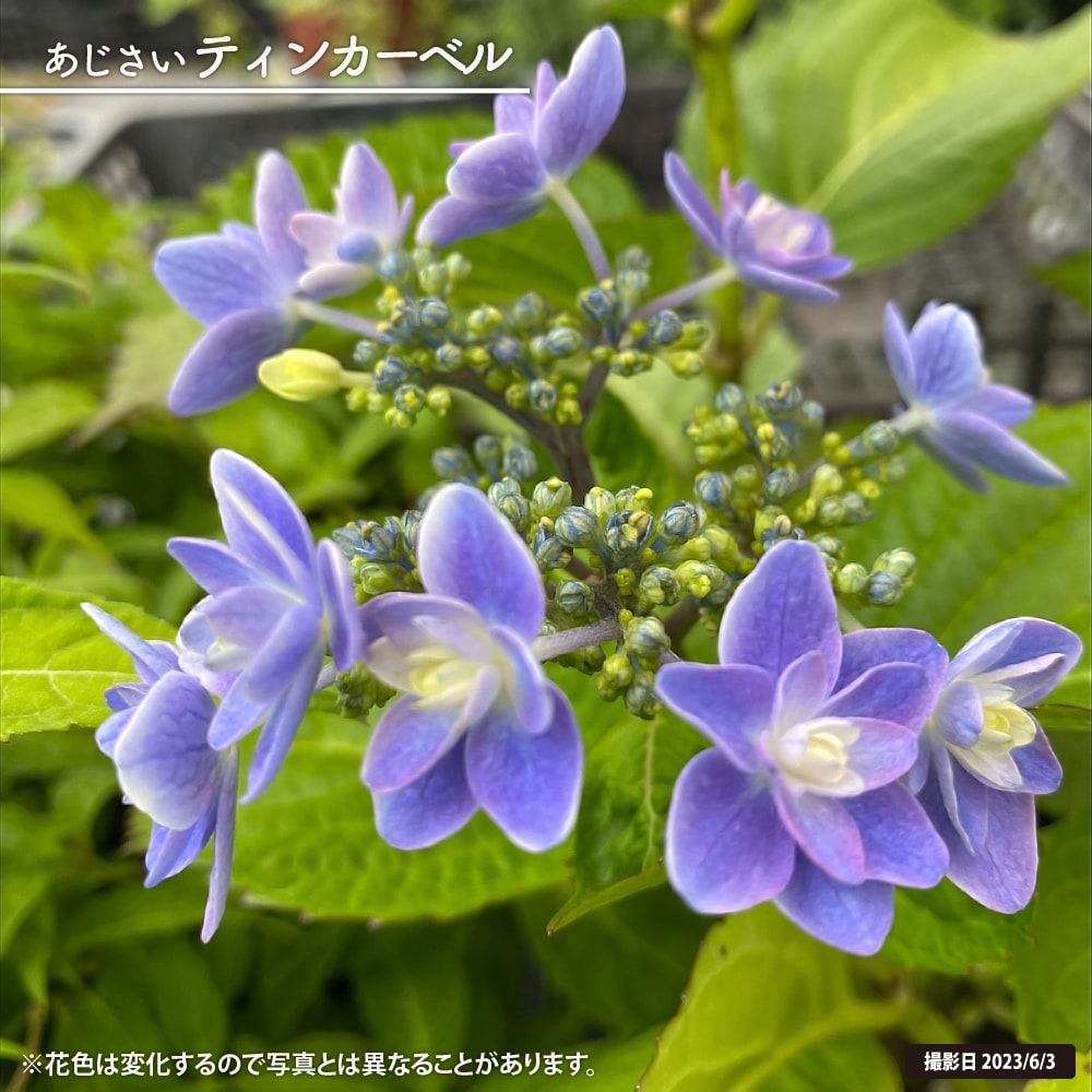紫陽花 ガーデンアジサイ ティンカーベル 5号ポット苗 : 苗木部 花
