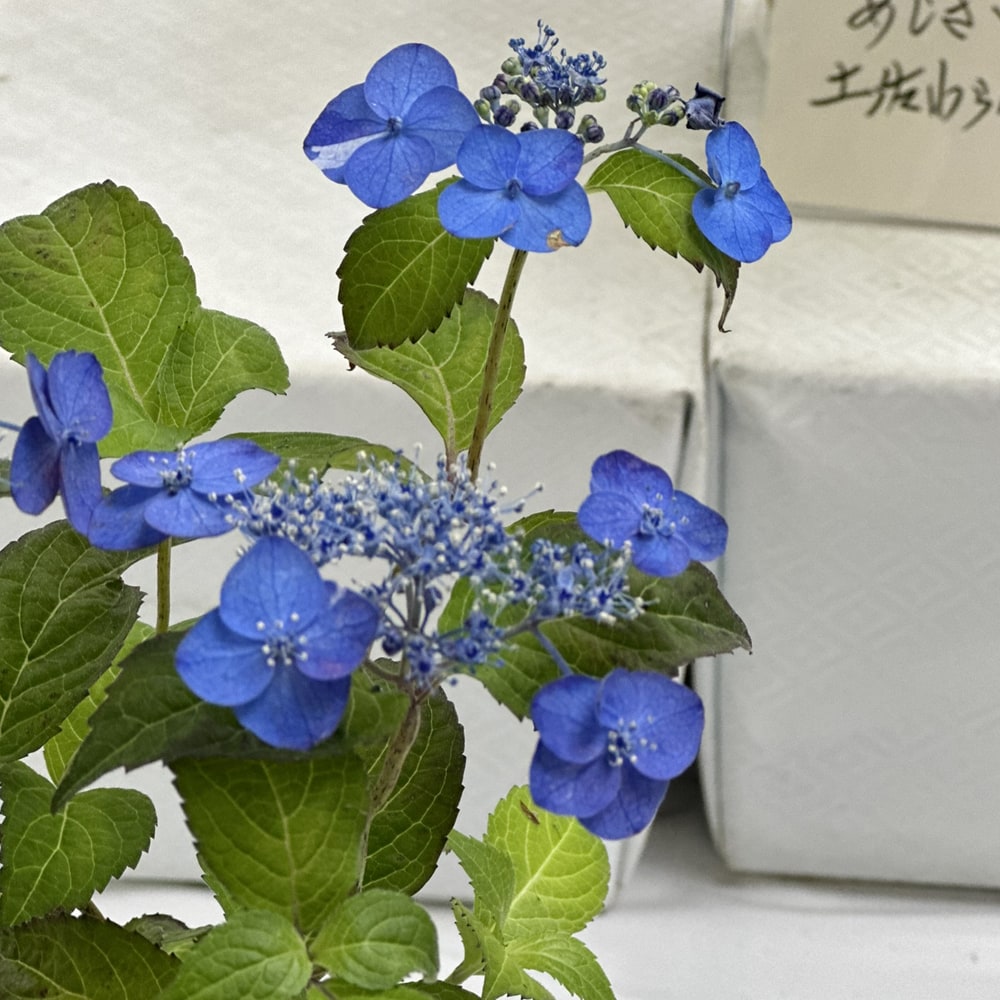 紫陽花 ヤマアジサイ 津江の紅鶴 （つえのべにづる） ポット苗 爆買い
