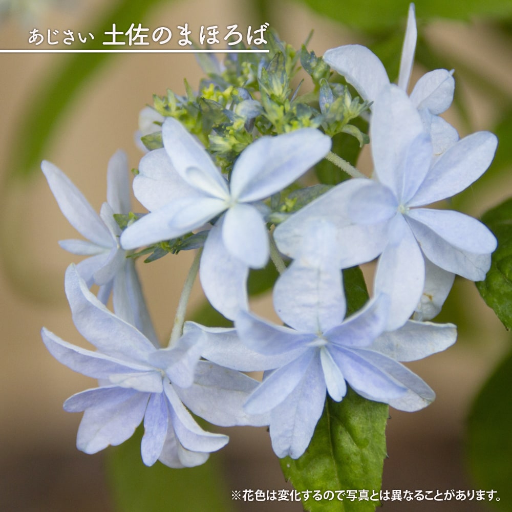 紫陽花 ヤマアジサイ 土佐のまほろば ポット苗 爆買いweek : 苗木部 花