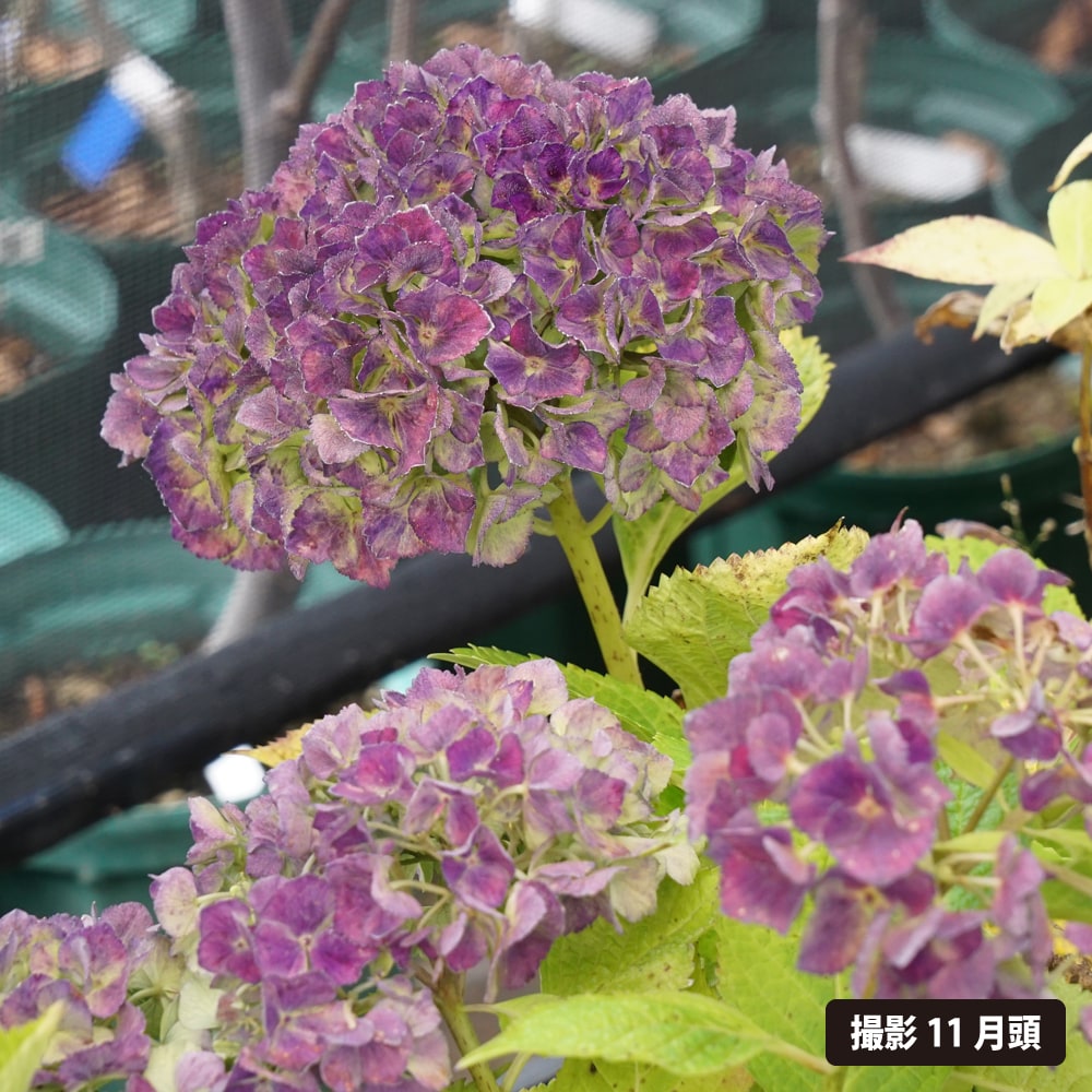 紫陽花 あじさい ブルーマーブルソーダ 5号ポット苗 : 苗木部 花ひろば