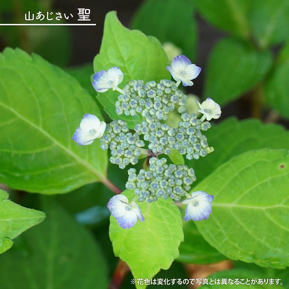 紫陽花 ヤマアジサイ 聖 5号ポット苗 爆買いweek : 苗木部 花ひろば