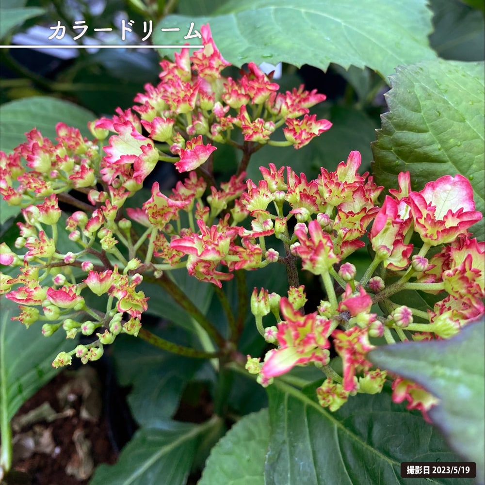 紫陽花 アジサイ カラードリーム 5号ポット苗 : 苗木部 花ひろば