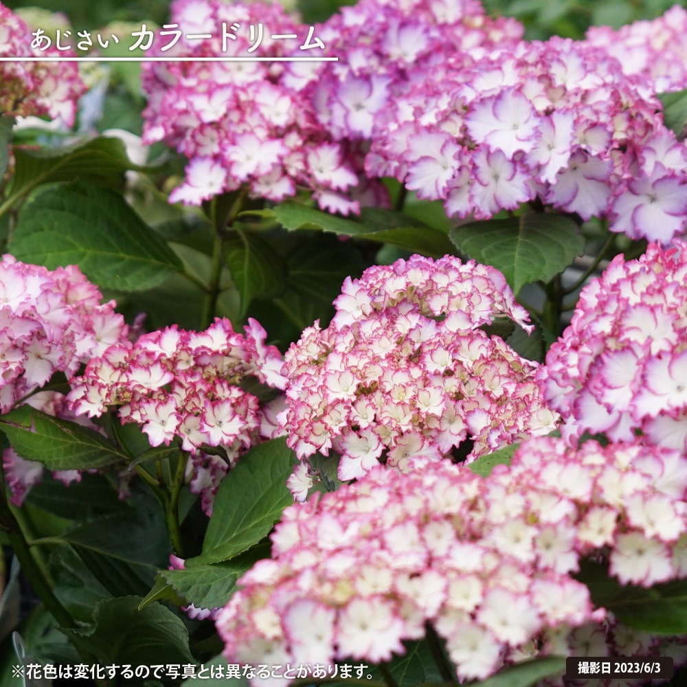 アジサイ カラードリーム 5号ポット苗 : niwaki-ajisai-colordream 