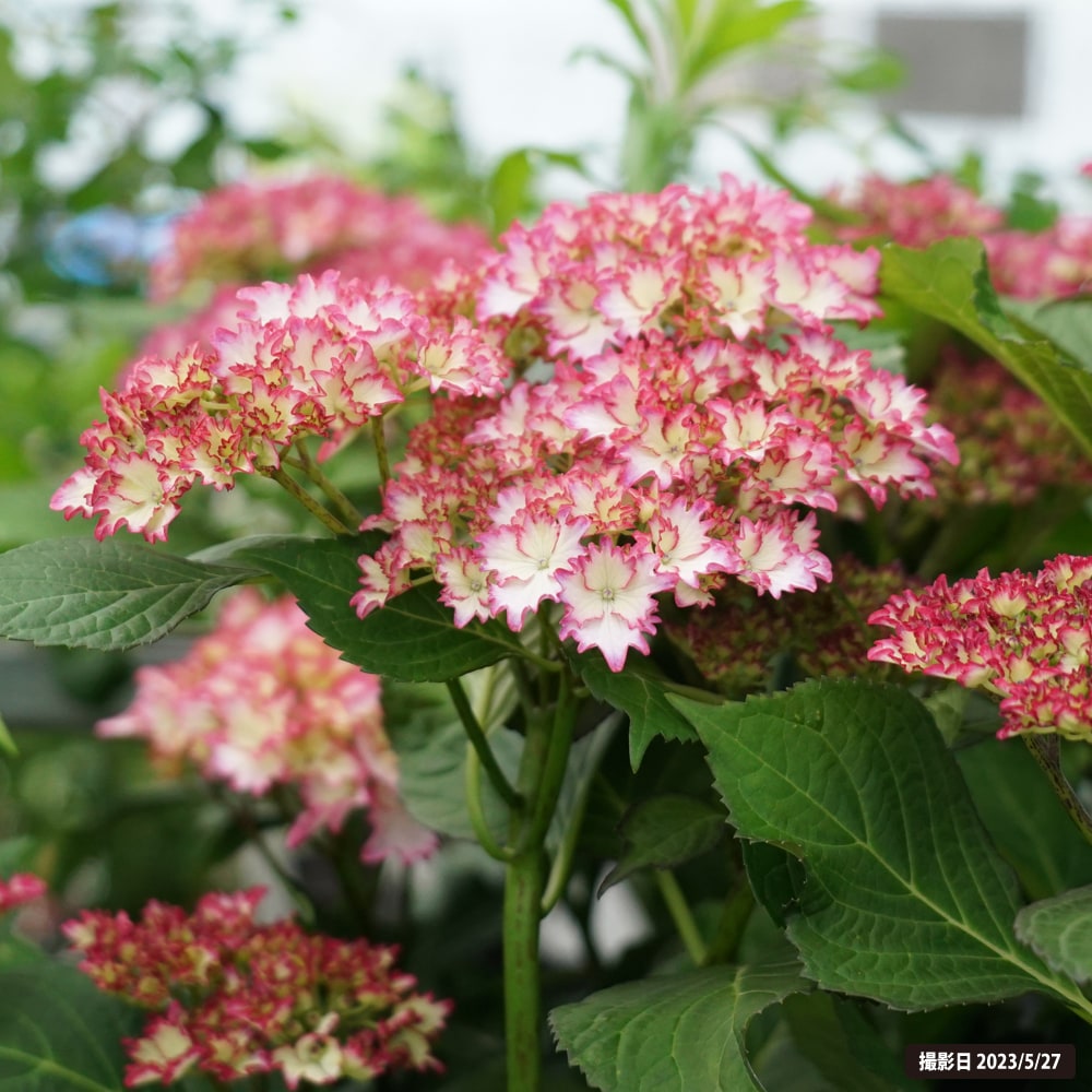 紫陽花 アジサイ カラードリーム 5号ポット苗 : 苗木部 花ひろば