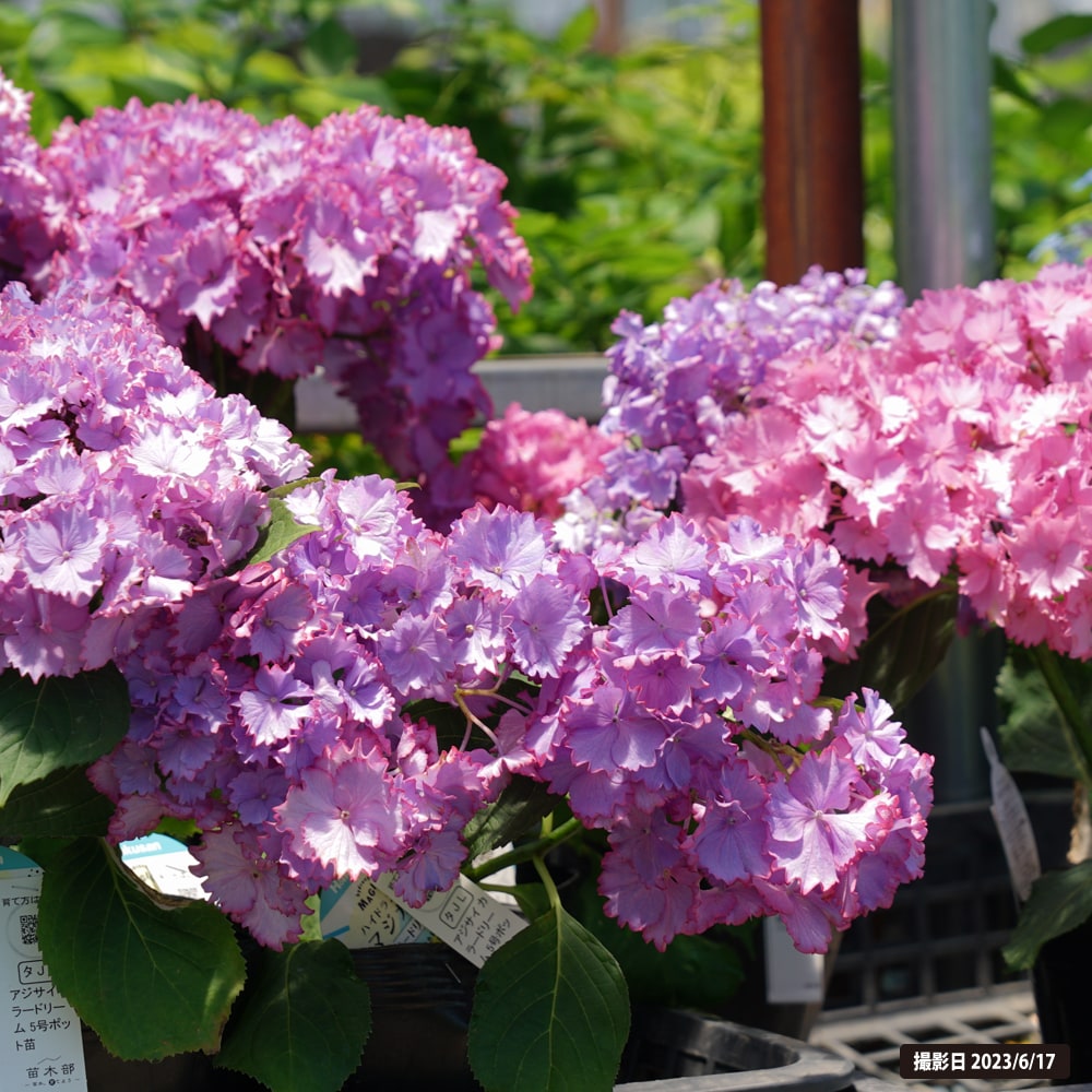紫陽花 アジサイ カラードリーム 5号ポット苗 : 苗木部 花ひろば