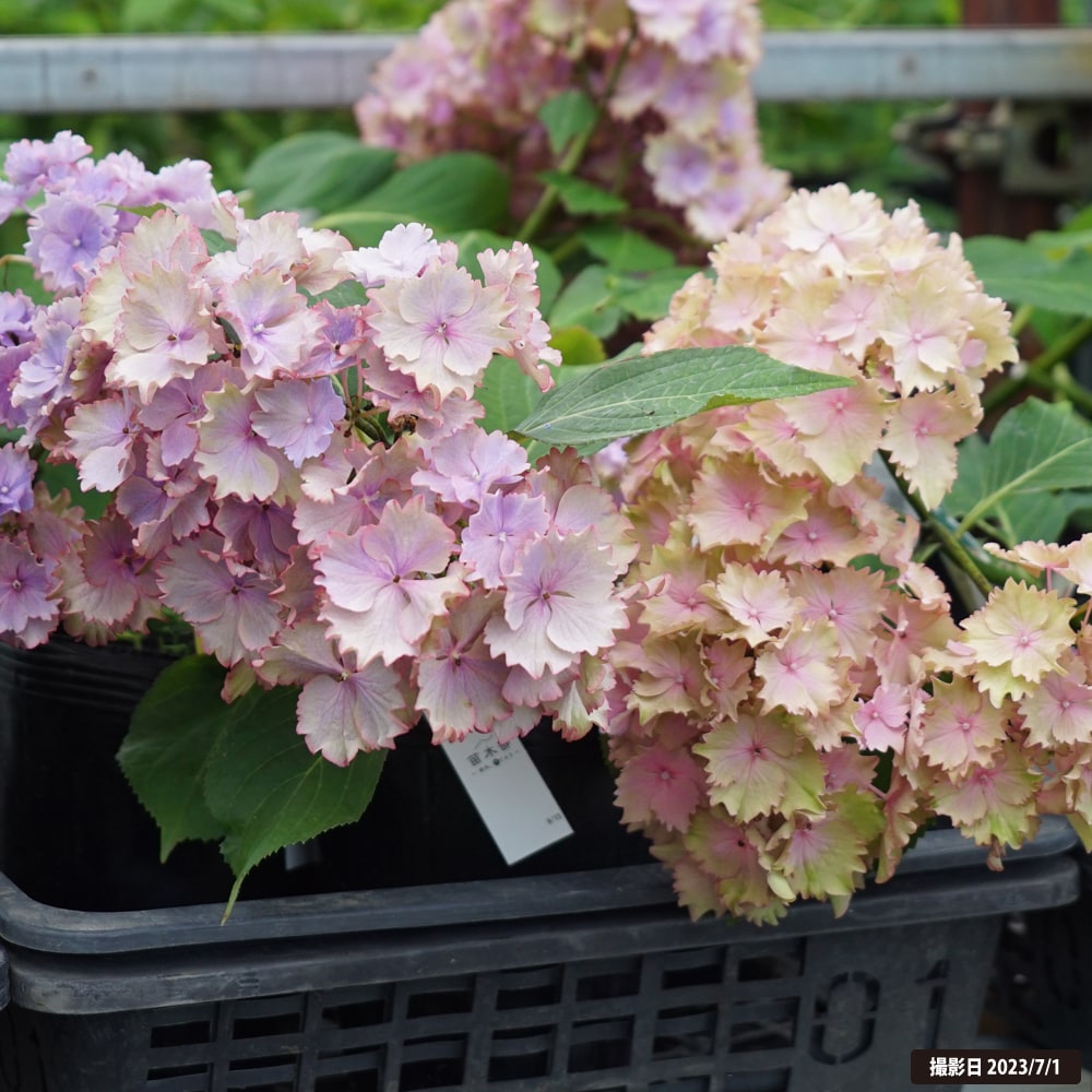 紫陽花 アジサイ カラードリーム 5号ポット苗 : 苗木部 花ひろば