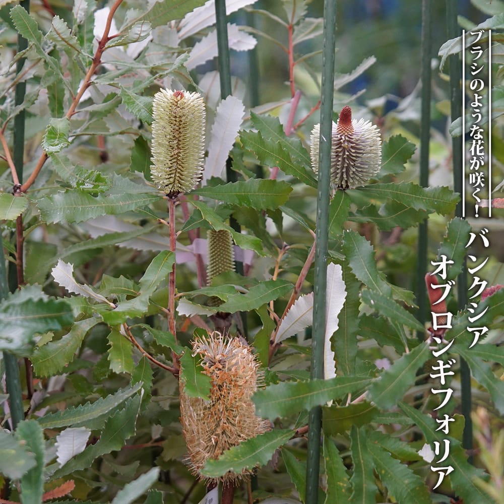 は自分にプチご褒美を バンクシア プラジオカルパ 花付きの苗670 植物/観葉植物 - www.balajipolymers.co.in