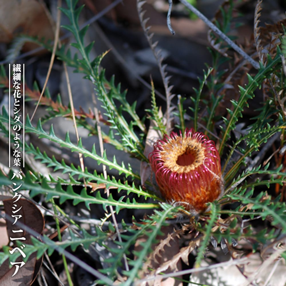 バンクシア ニベア 5号スリット鉢苗 : niwa-banksia-nivea : 苗木部 花 