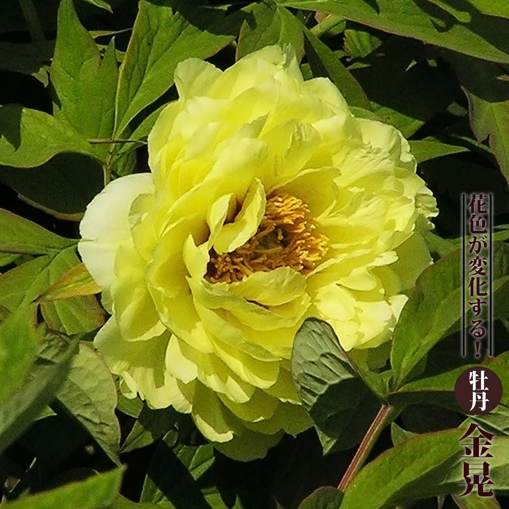 金晃（キンコウ） （黄色） 牡丹 2年生 6号スリット苗 : 苗木部 花