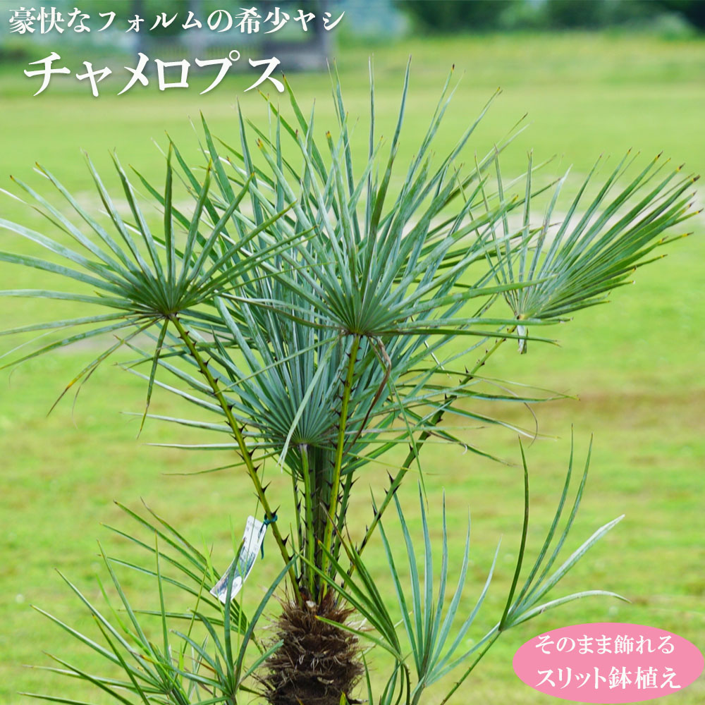 ヤシの木 チャメロプス フミリス スリット鉢 大苗 大型宅配便・特大