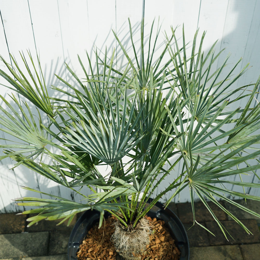 【希少・耐寒性】ウチワヤシ（Chamaerops humilis） ヤシの木 チャメロプス フミリス スリット鉢 大苗 大型宅配便