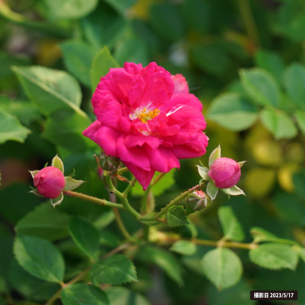 つるバラ キングローズ 2年生大苗 : 苗木部 花ひろばオンライン - 通販
