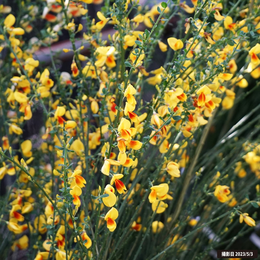ホオベニエニシダ ポット苗 : 苗木部 花ひろばオンライン - 通販