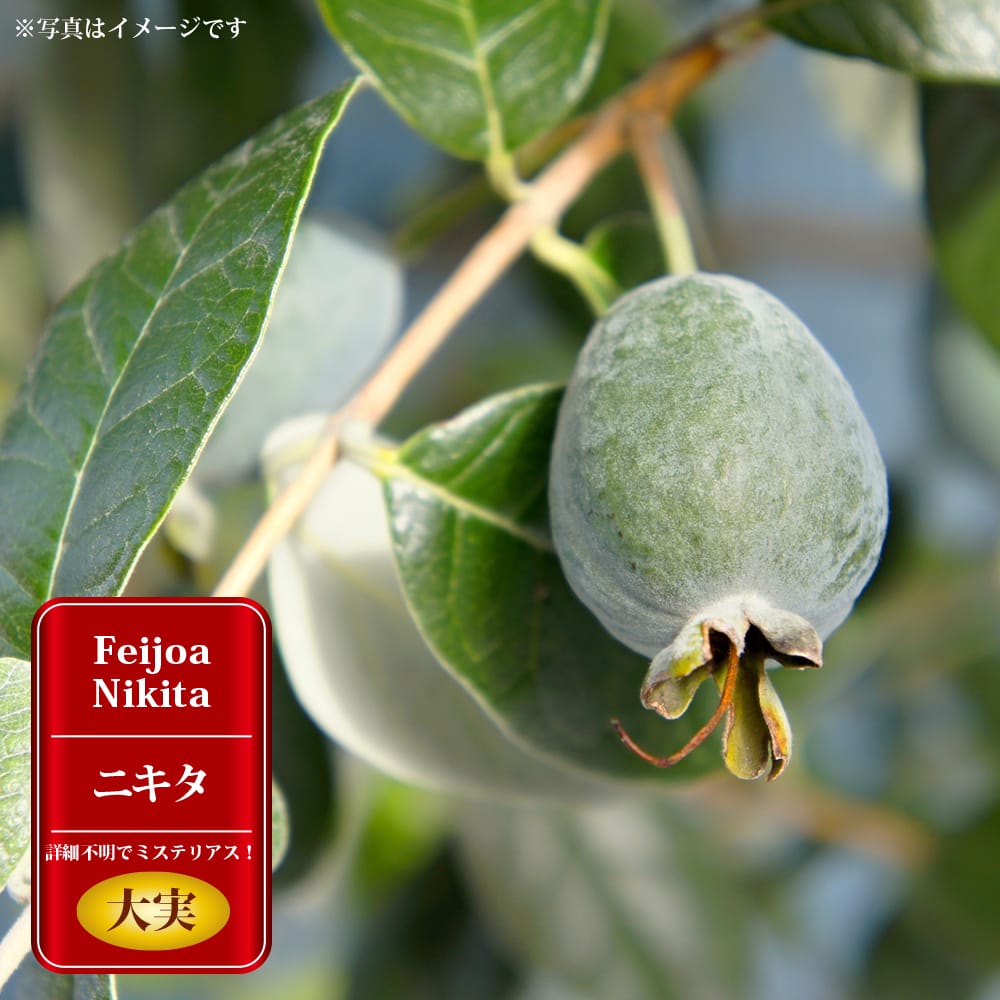 フェイジョア 苗 ニキタ 3年生 挿し木 大苗 : 苗木部 花ひろば