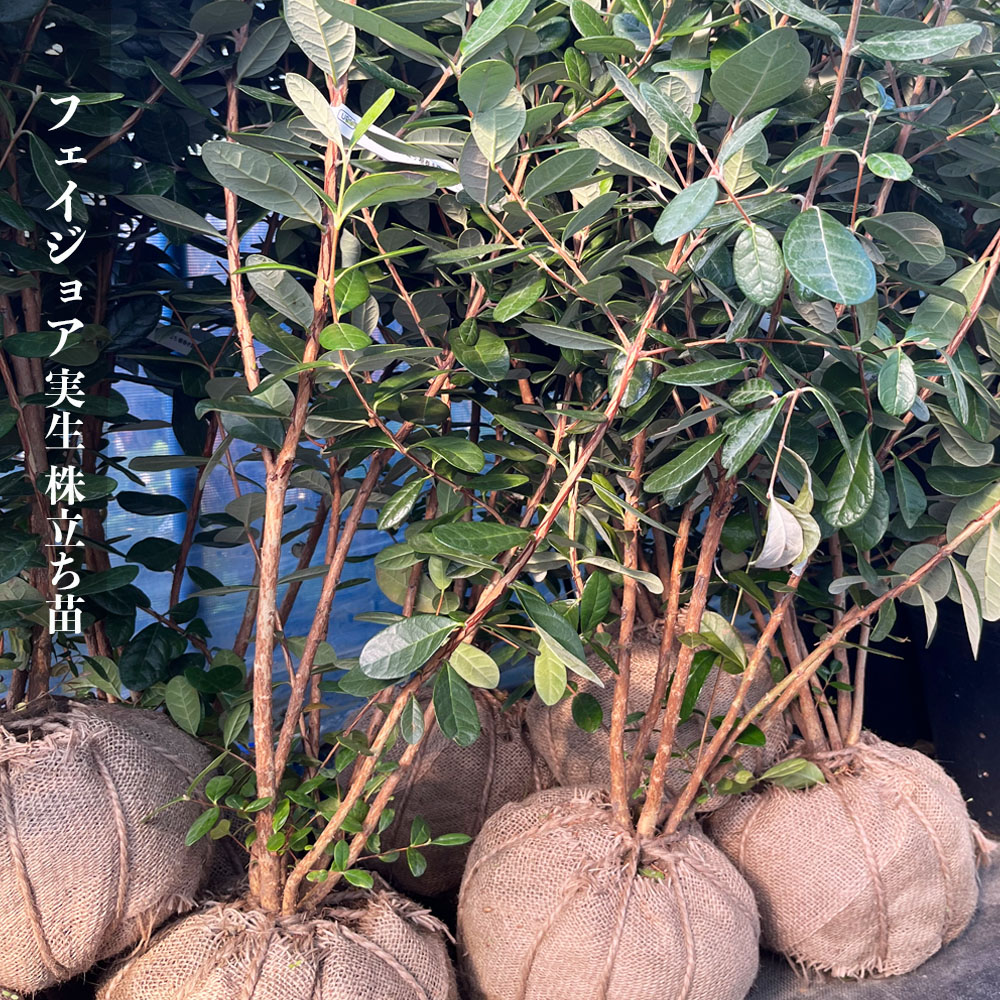 フェイジョア 苗 実生 株立ち（寄せ株）苗 : 苗木部 花ひろば