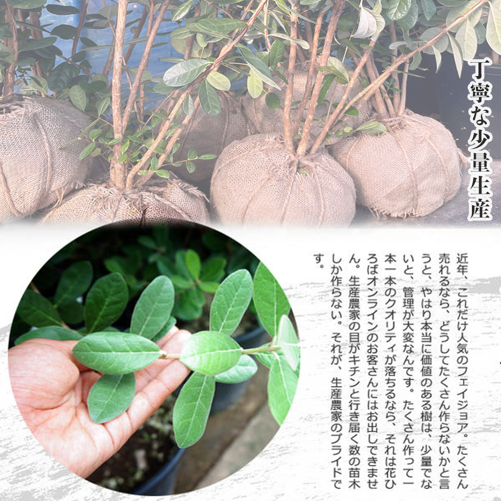 フェイジョア 苗 実生 株立ち（寄せ株）苗 : 苗木部 花ひろば