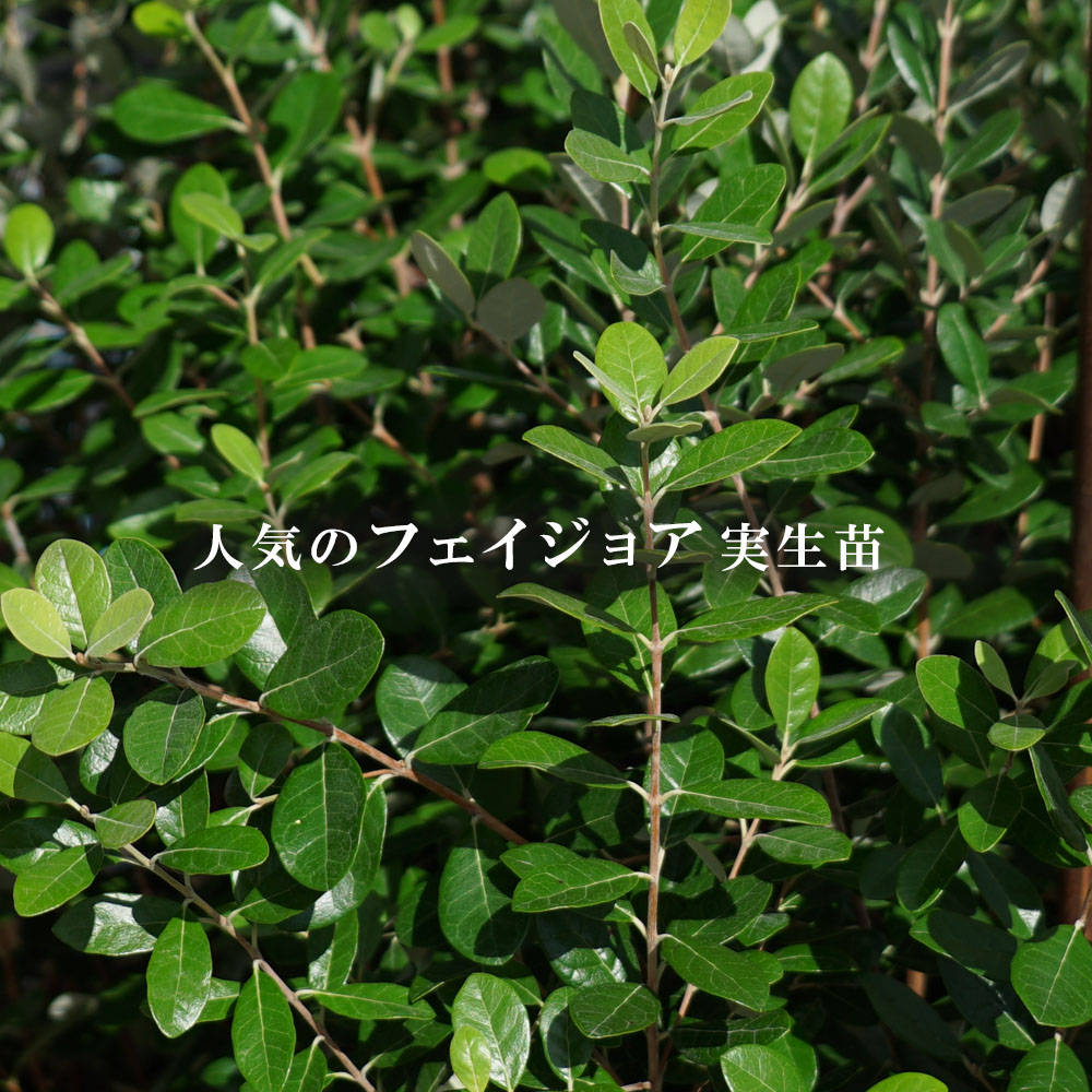 フェイジョア 苗 実生 ポット苗 爆買いweek : 苗木部 花ひろば